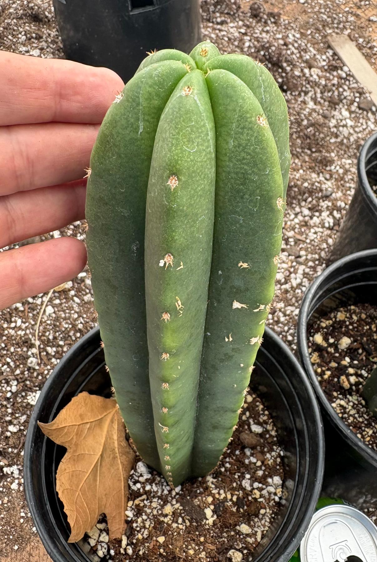 #EC205 EXACT Trichocereus Hybrid Scopulicola Hulk X Scop Heynes Cactus 9-12” potted-Cactus - Large - Exact-The Succulent Source