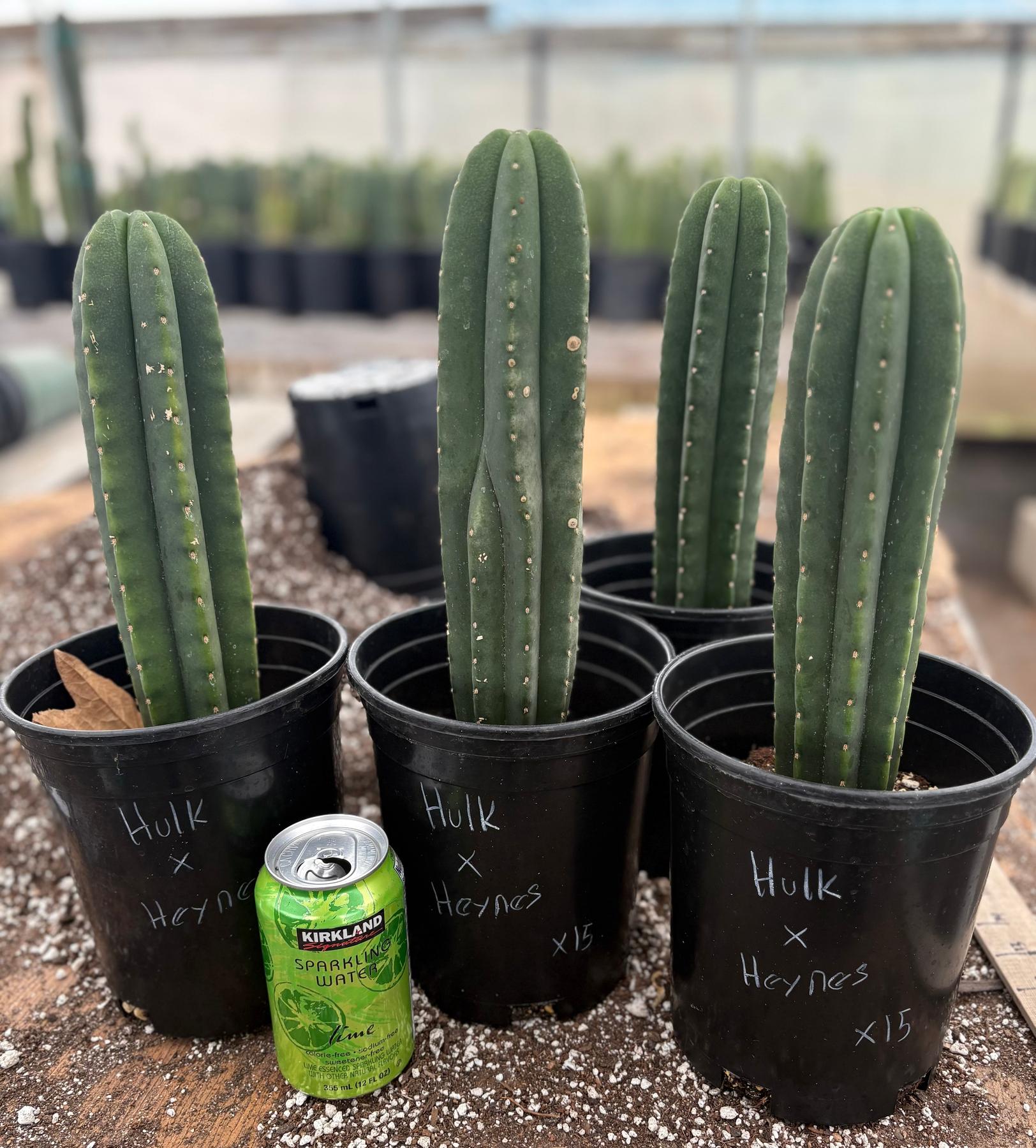 #EC205 EXACT Trichocereus Hybrid Scopulicola Hulk X Scop Heynes Cactus 9-12” potted-Cactus - Large - Exact-The Succulent Source