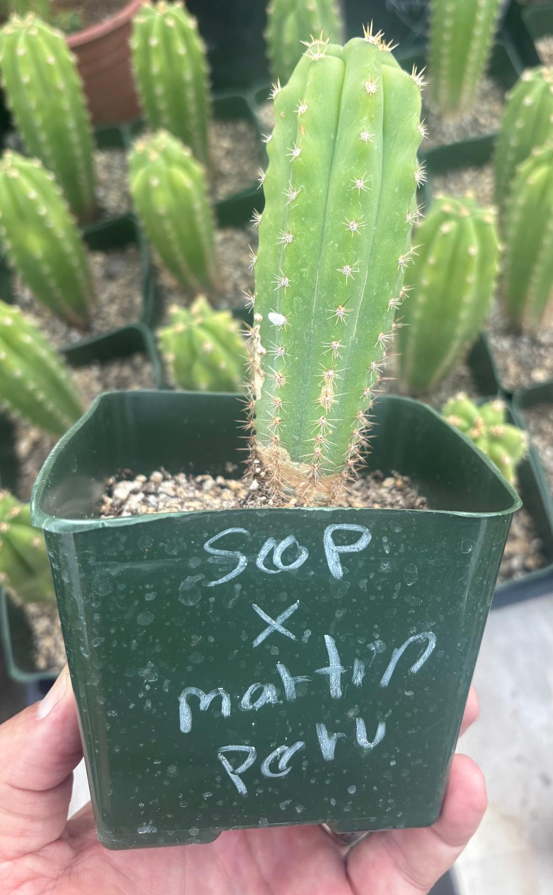 #EC206 Trichocereus Hybrid Scop X Peruvianus Martin Cactus Seedling-Cactus - Large - Exact-The Succulent Source