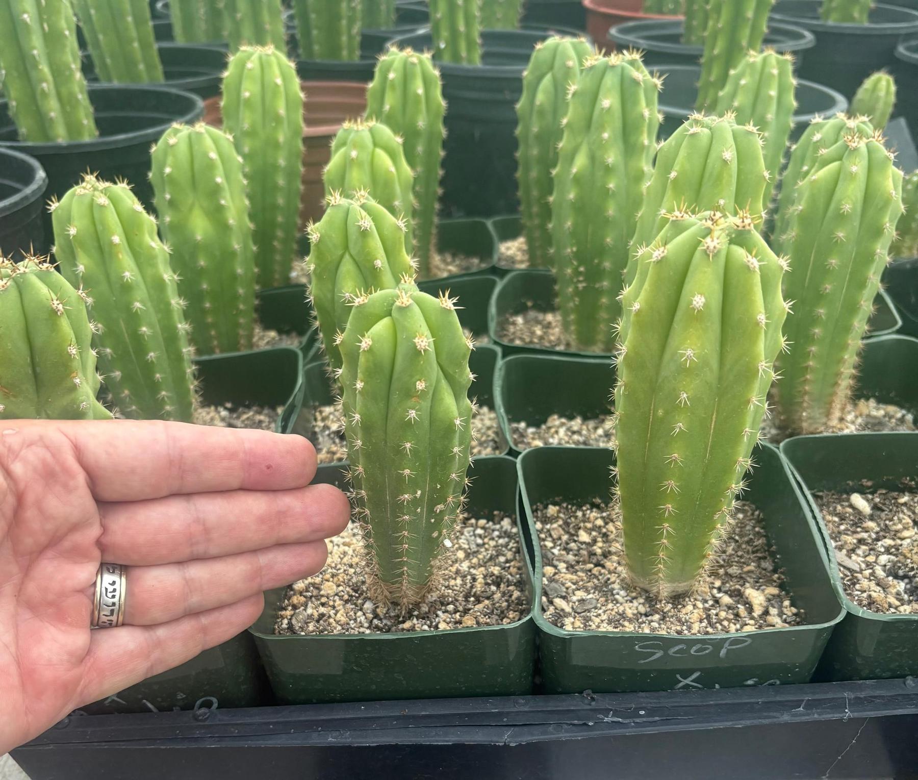 #EC206 Trichocereus Hybrid Scop X Peruvianus Martin Cactus Seedling-Cactus - Large - Exact-The Succulent Source