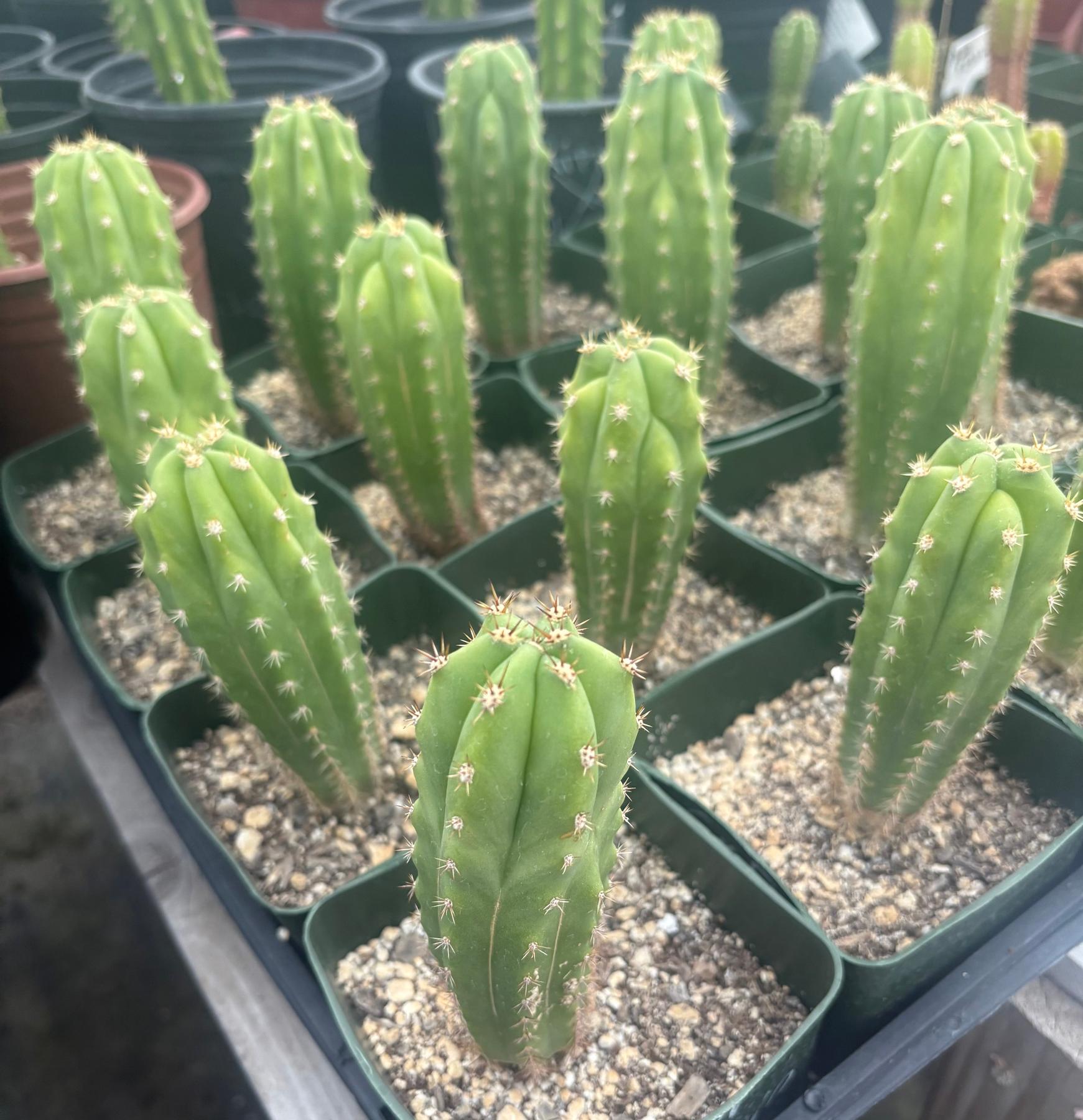 #EC206 Trichocereus Hybrid Scop X Peruvianus Martin Cactus Seedling-Cactus - Large - Exact-The Succulent Source