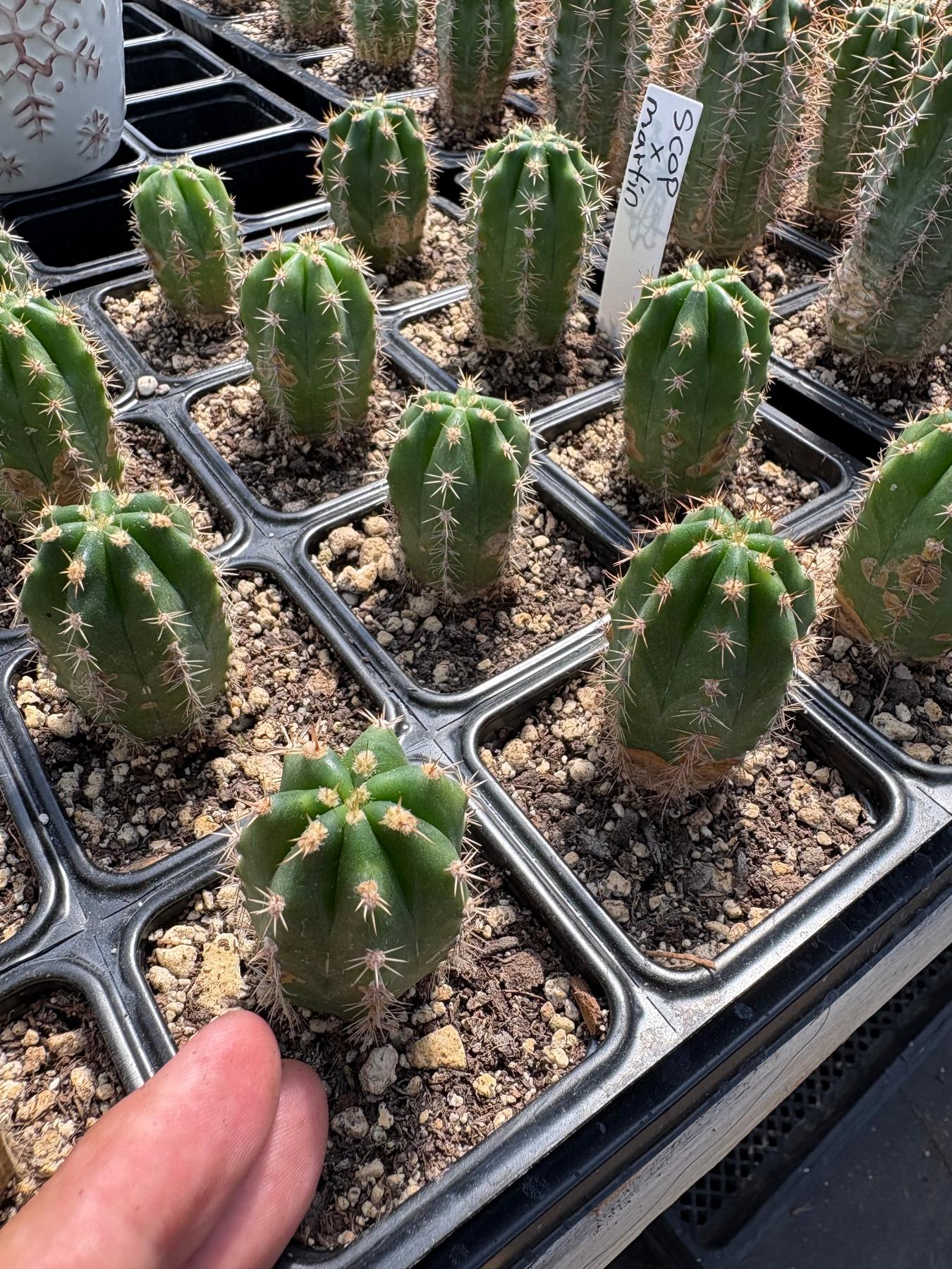 #EC206 EXACT Trichocereus Hybrid Scop X Peruvianus Martin Cactus Seedling Plugs-Cactus - Large - Exact-The Succulent Source