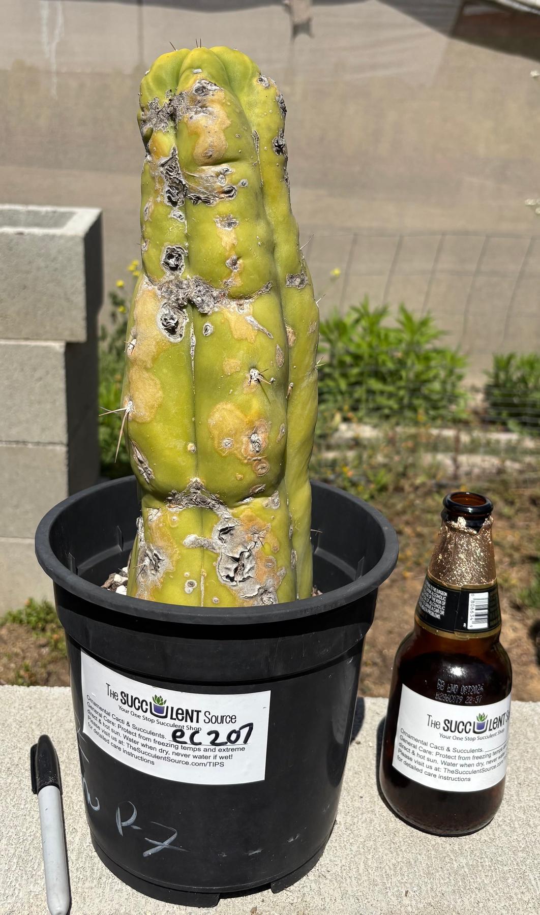 #EC209 EXACT Trichocereus-Cactus - Large - Exact-The Succulent Source