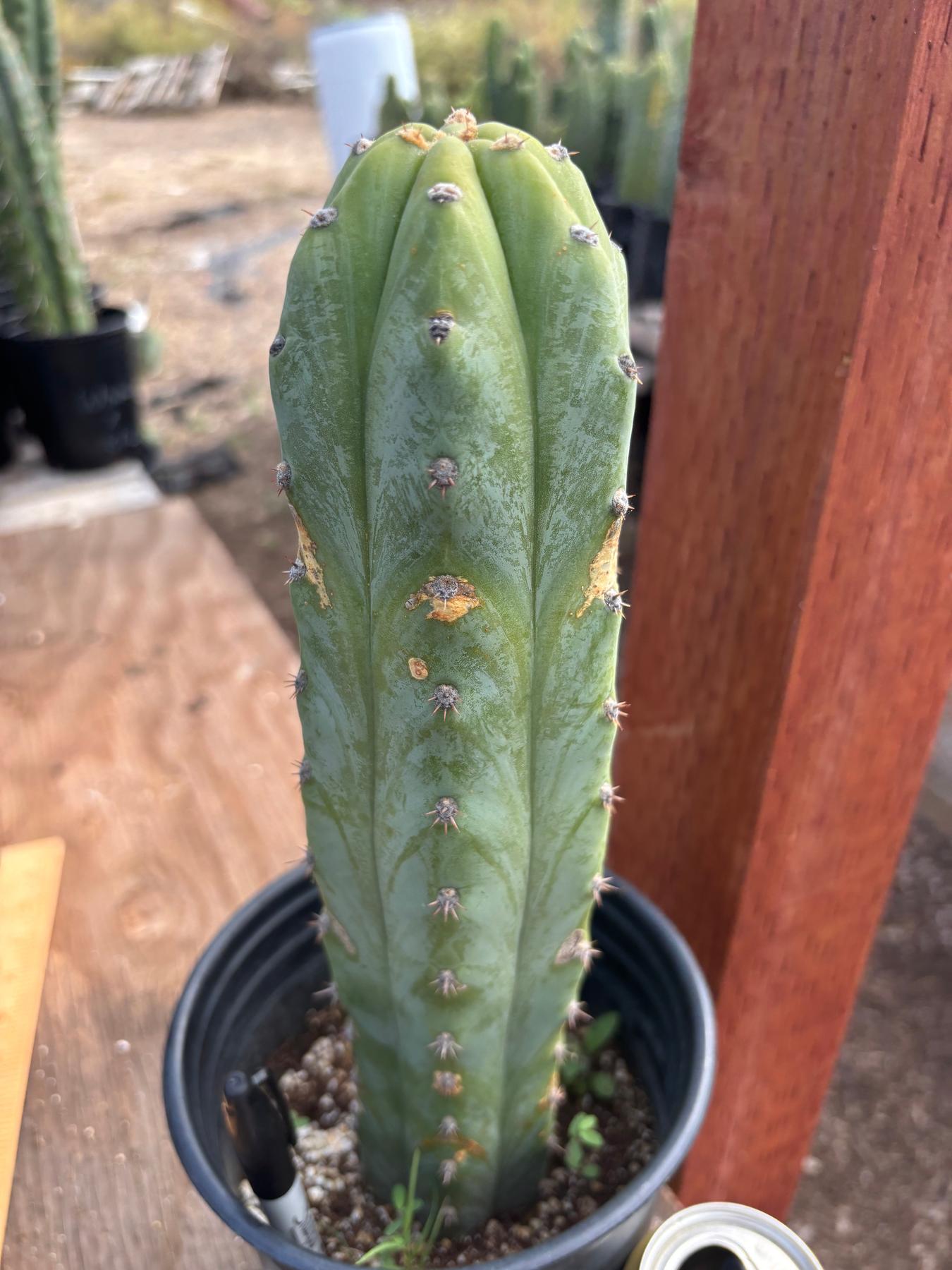 #EC207 EXACT Trichocereus Lost Label Ornamental Cactus 13”-Cactus - Large - Exact-The Succulent Source