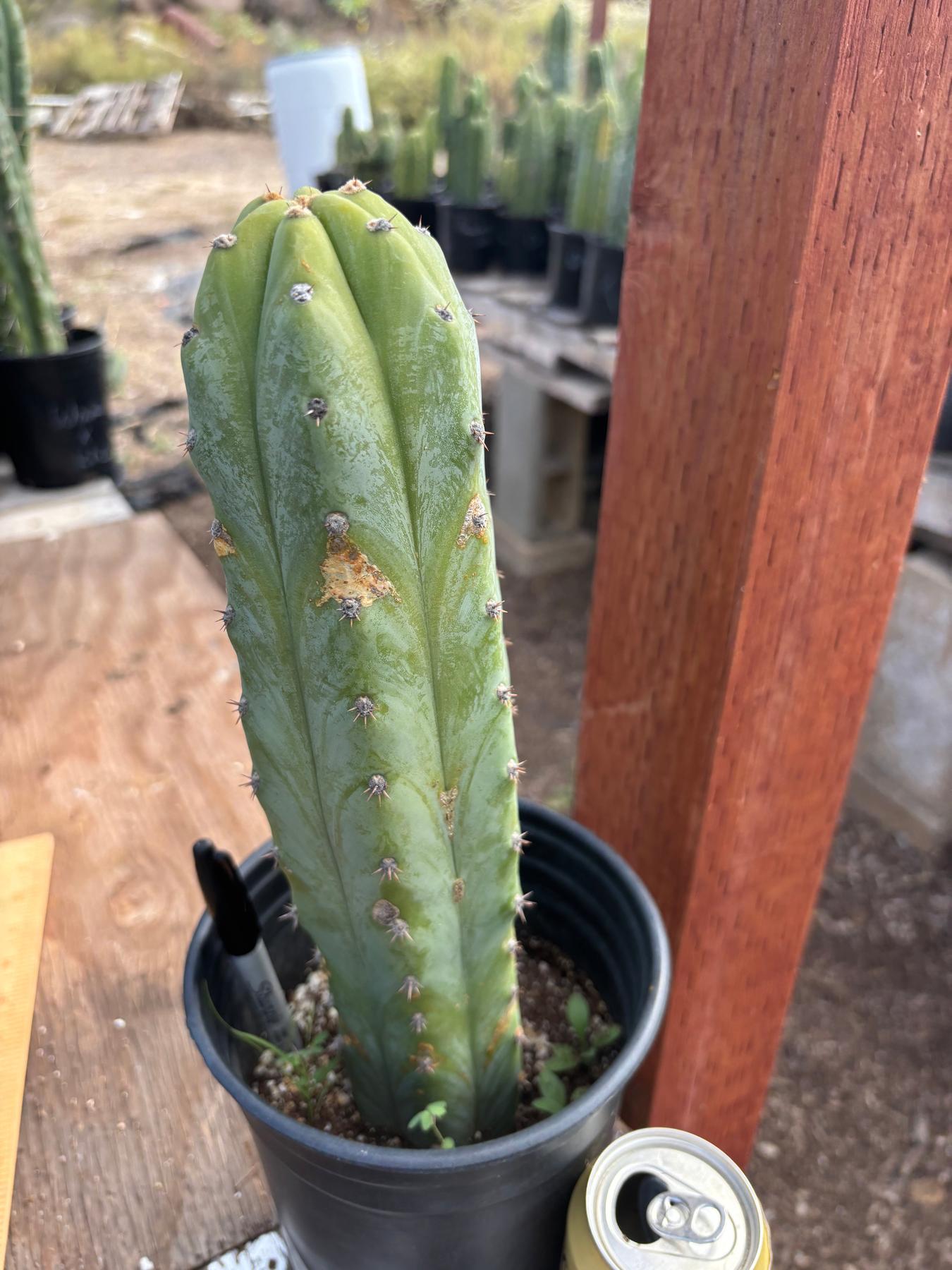 #EC207 EXACT Trichocereus Lost Label Ornamental Cactus 13”-Cactus - Large - Exact-The Succulent Source