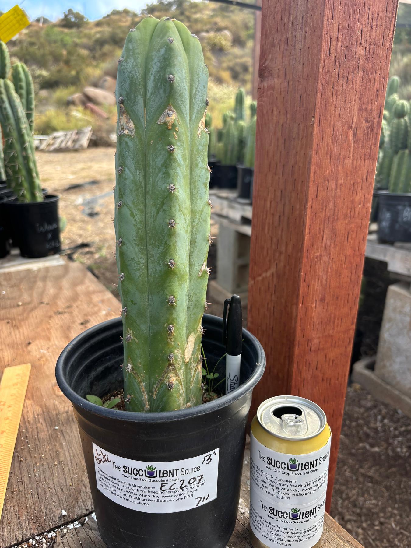 #EC207 EXACT Trichocereus Lost Label Ornamental Cactus 13”-Cactus - Large - Exact-The Succulent Source