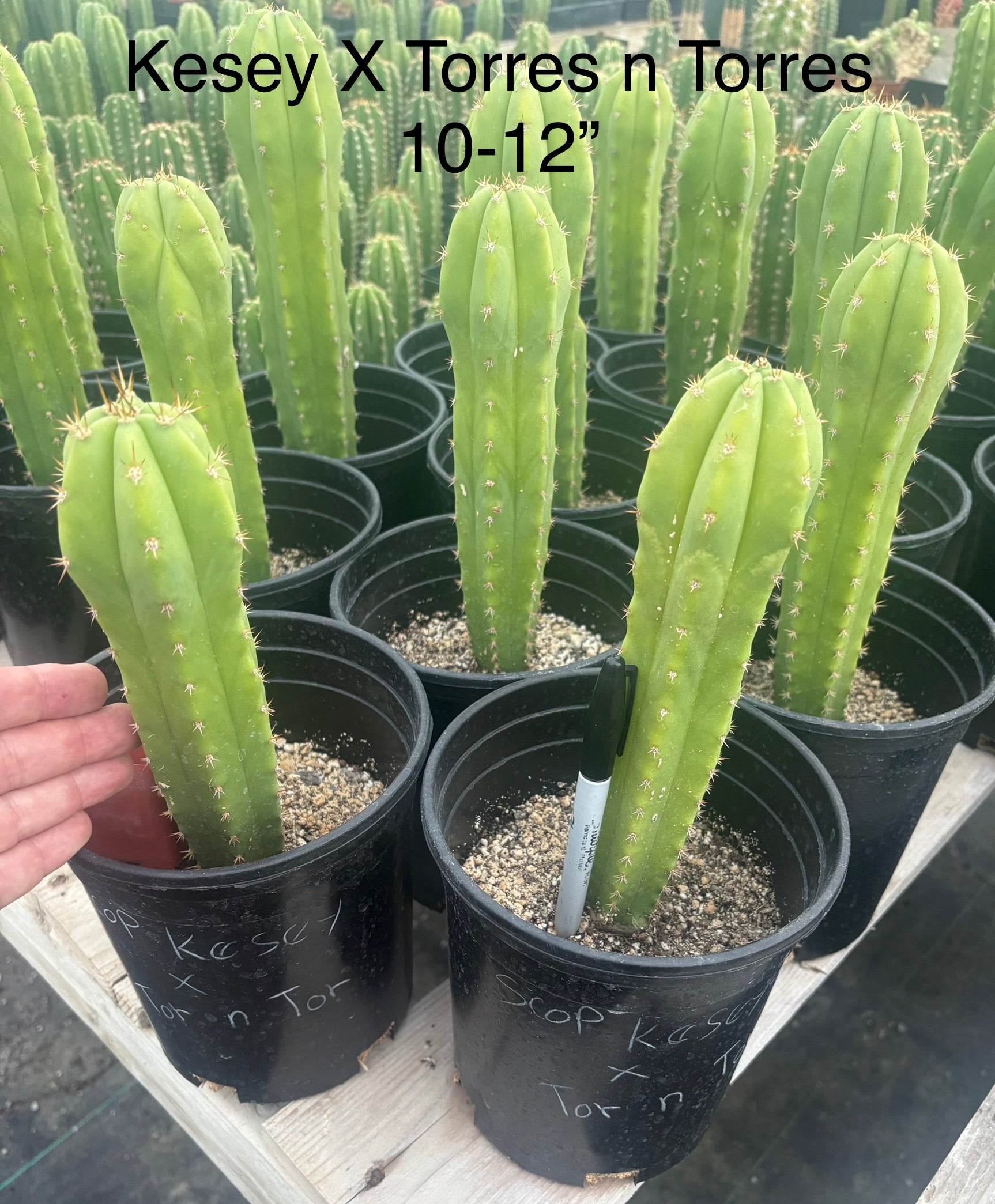 #EC208 EXACT Trichocereus Hybrid Scop Kesey X Pachanoi Torres n Torres Cactus-Cactus - Large - Exact-The Succulent Source