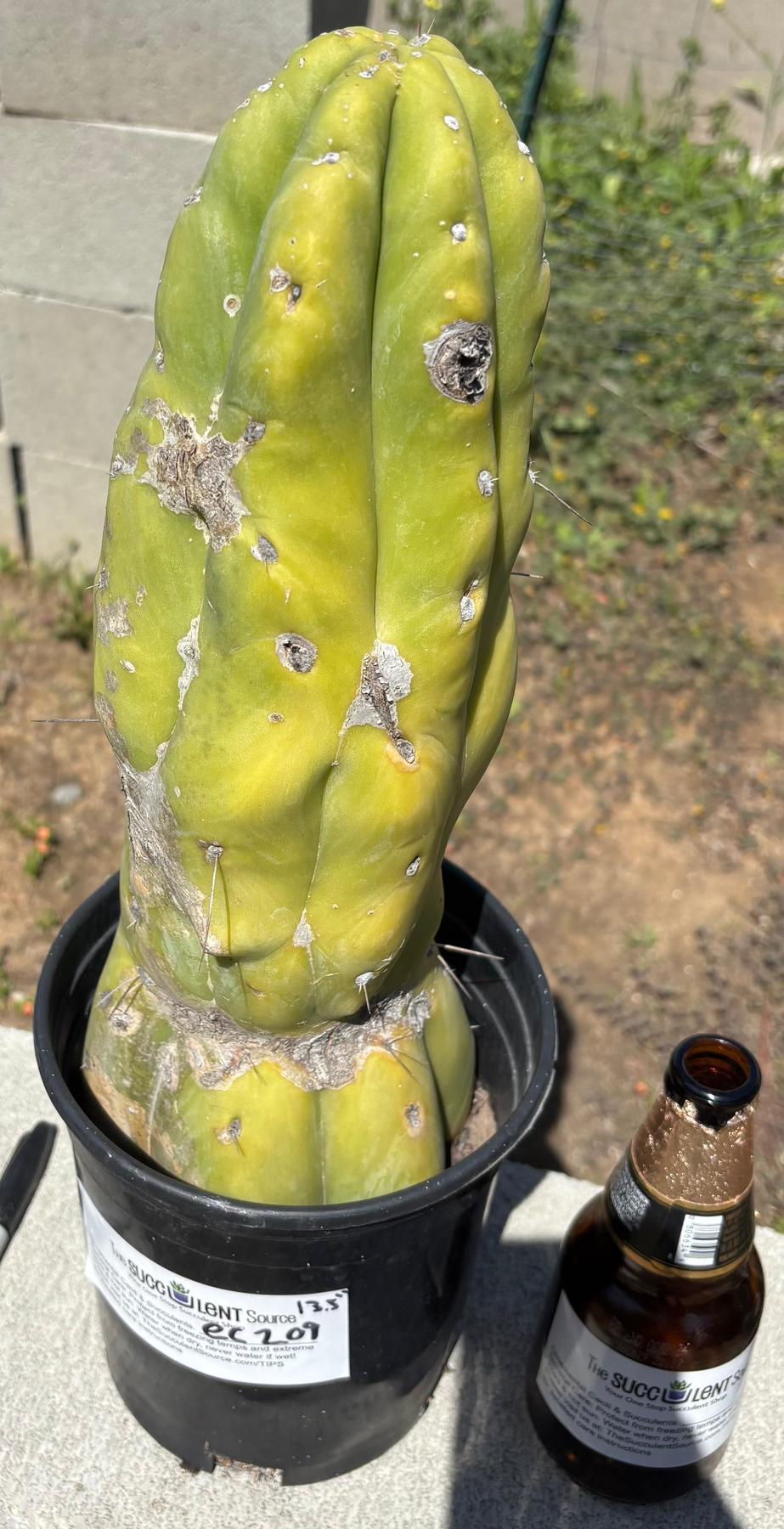 #EC207 EXACT Jiimz Huanucoensis P7 Trichocereus potted 12”-Cactus - Large - Exact-The Succulent Source