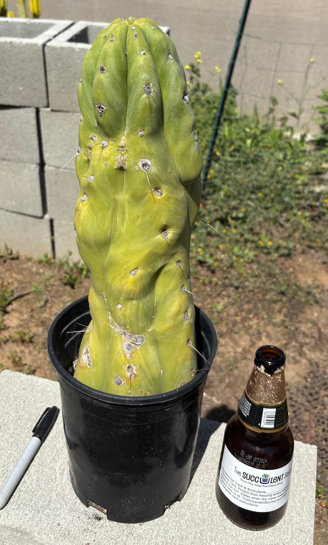 #EC207 EXACT Jiimz Huanucoensis P7 Trichocereus potted 12”-Cactus - Large - Exact-The Succulent Source
