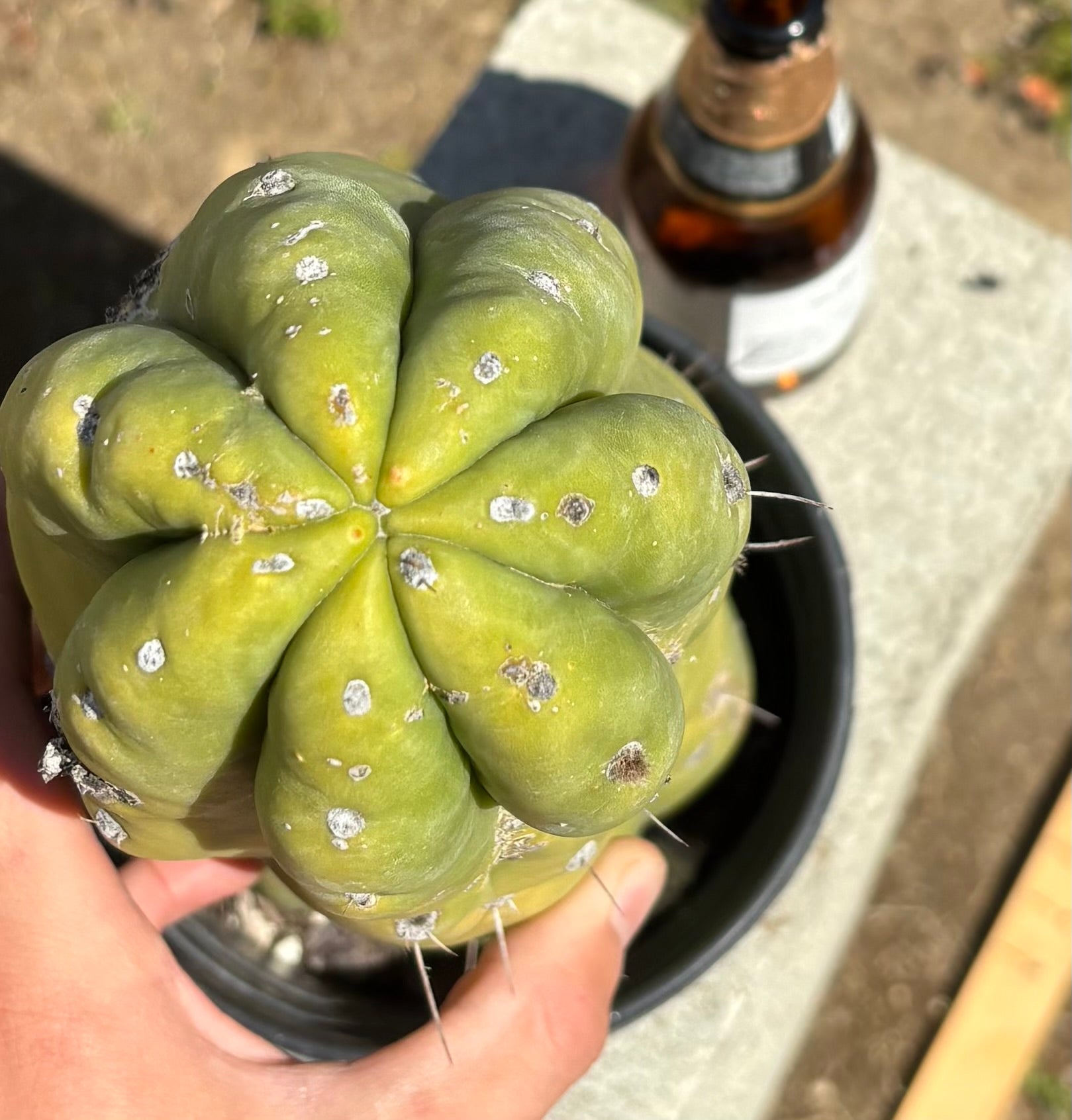 #EC207 EXACT Jiimz Huanucoensis P7 Trichocereus potted 12”-Cactus - Large - Exact-The Succulent Source