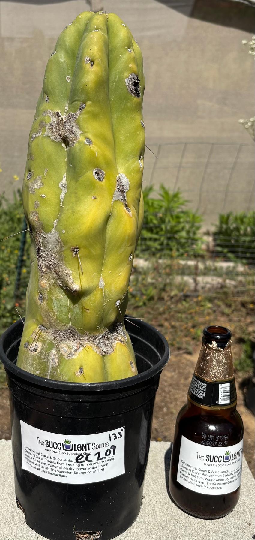 #EC207 EXACT Jiimz Huanucoensis P7 Trichocereus potted 12”-Cactus - Large - Exact-The Succulent Source