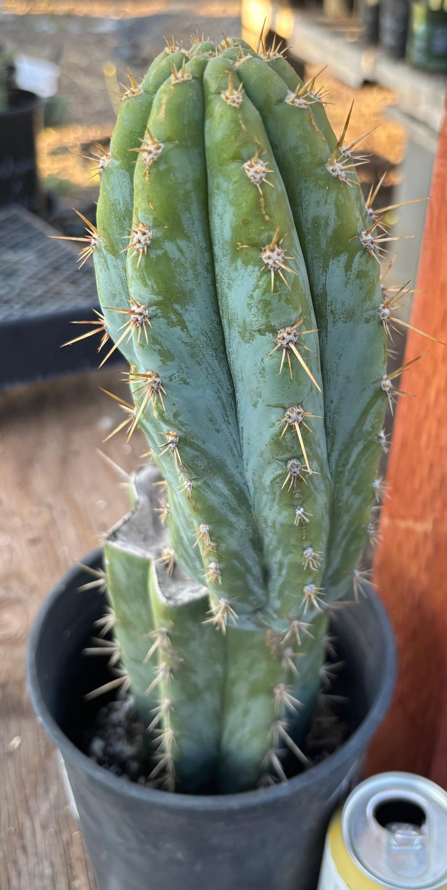 #EC209 EXACT Trichocereus Peruvianus Tripsis2 X Sharxx Blue Cactus 14.5"-Cactus - Large - Exact-The Succulent Source