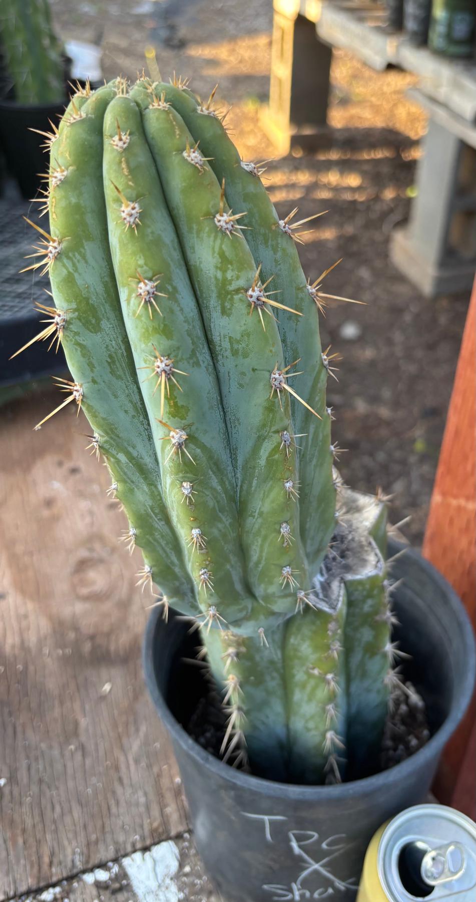 #EC209 EXACT Trichocereus Peruvianus Tripsis2 X Sharxx Blue Cactus 14.5"-Cactus - Large - Exact-The Succulent Source