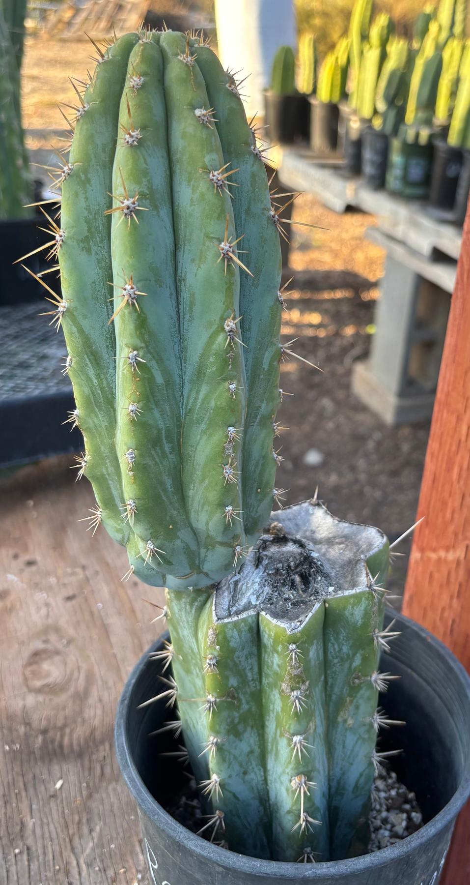 #EC209 EXACT Trichocereus Peruvianus Tripsis2 X Sharxx Blue Cactus 14.5"-Cactus - Large - Exact-The Succulent Source