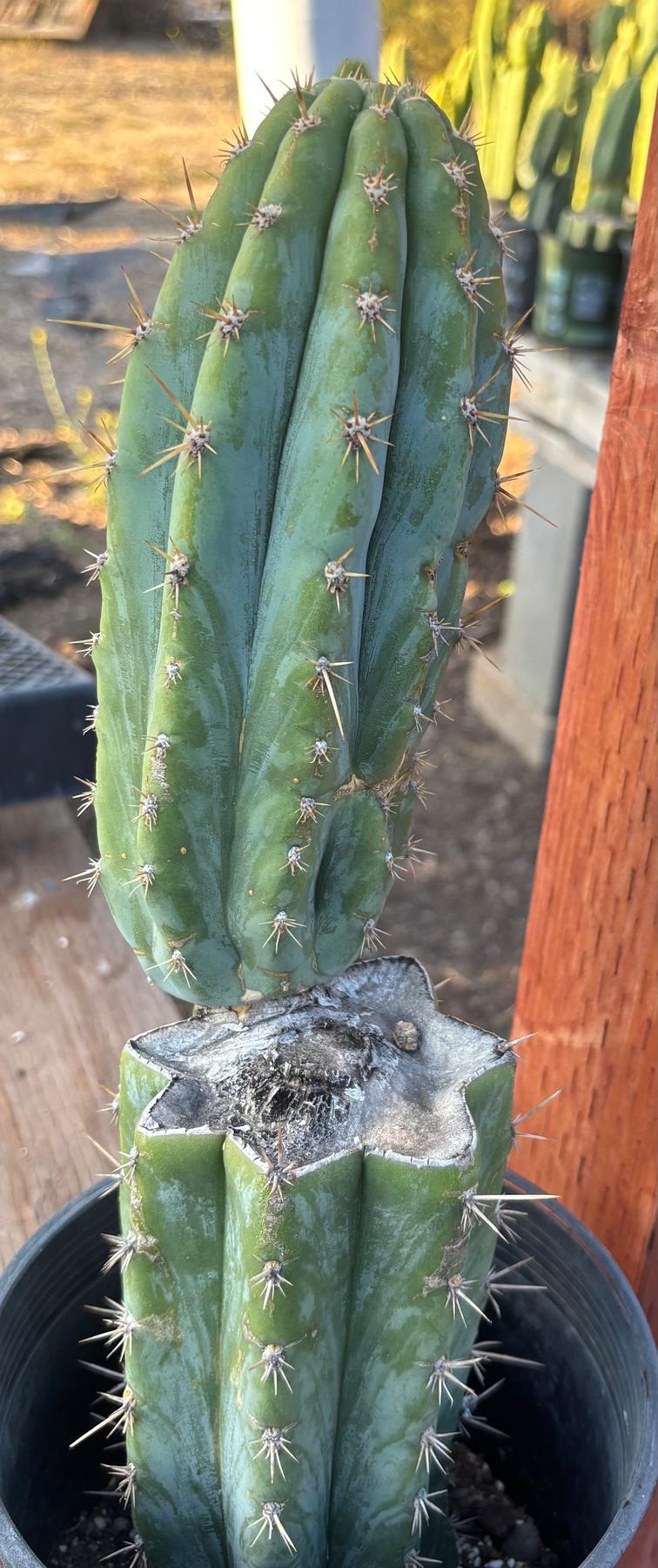 #EC209 EXACT Trichocereus Peruvianus Tripsis2 X Sharxx Blue Cactus 14.5"-Cactus - Large - Exact-The Succulent Source