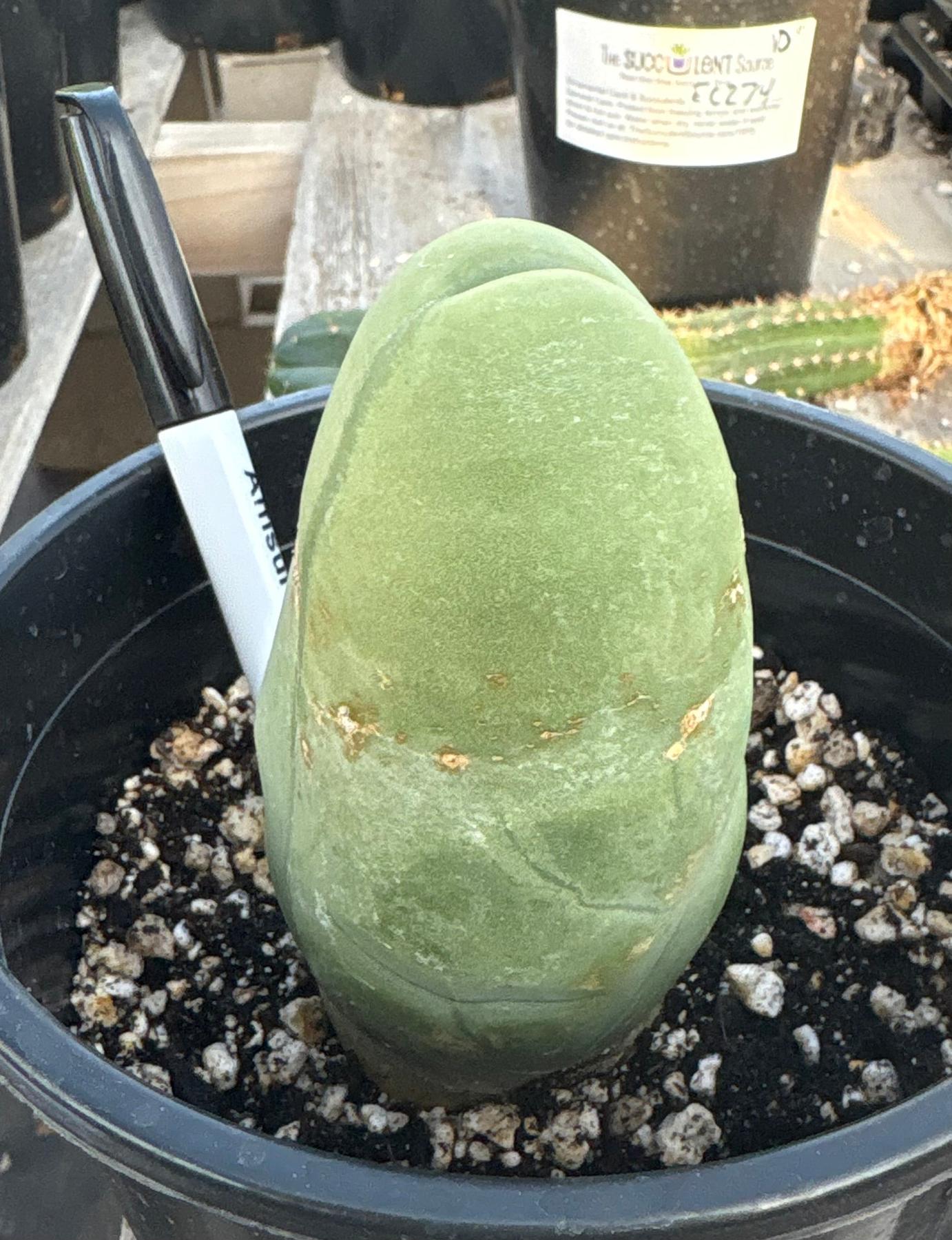 #EC21 EXACT Trichocereus Bridgesii Monstrose TBM Long Form penis Cactus 5”-Cactus - Large - Exact-The Succulent Source