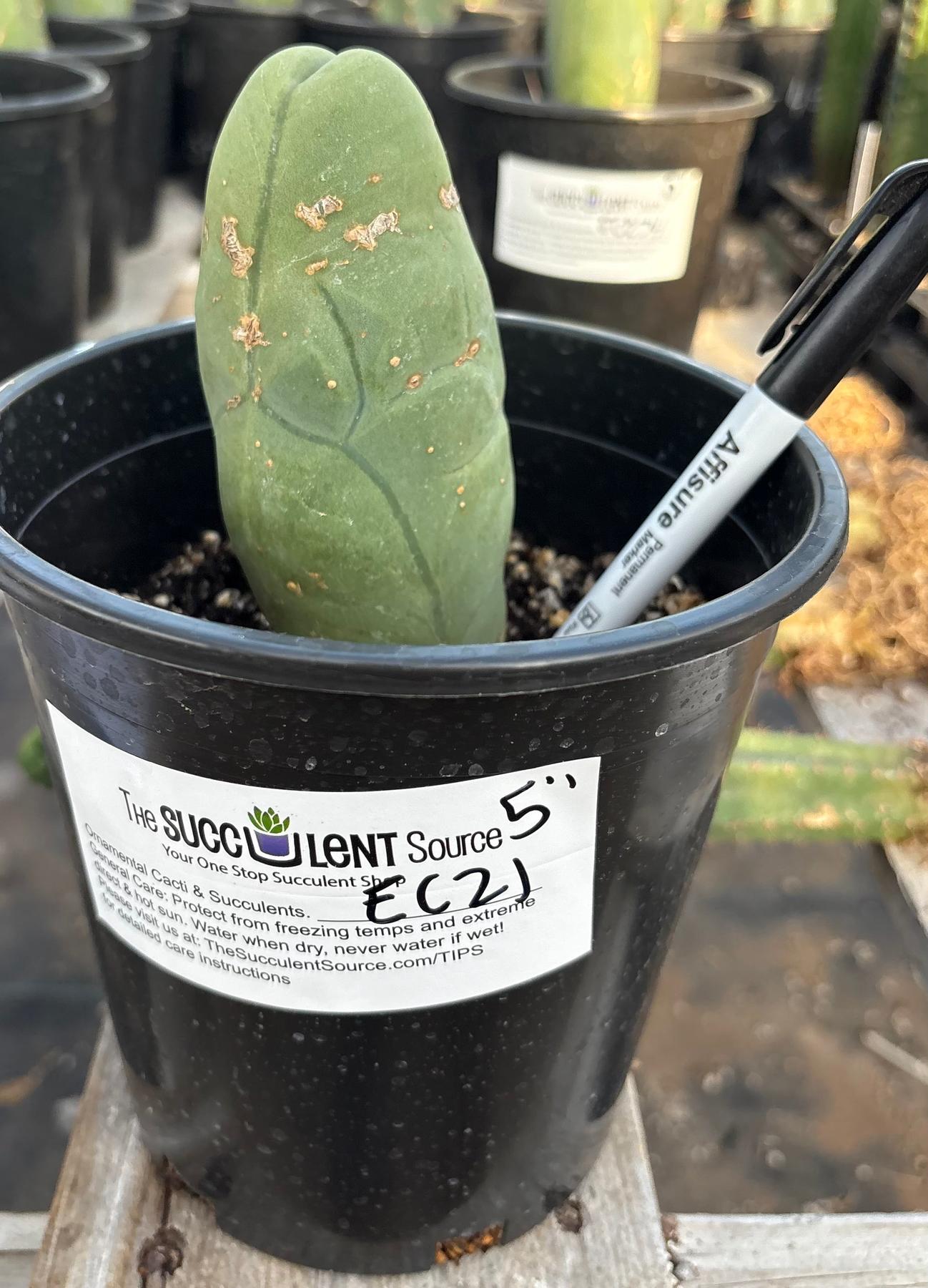 #EC21 EXACT Trichocereus Bridgesii Monstrose TBM Long Form penis Cactus 5”-Cactus - Large - Exact-The Succulent Source