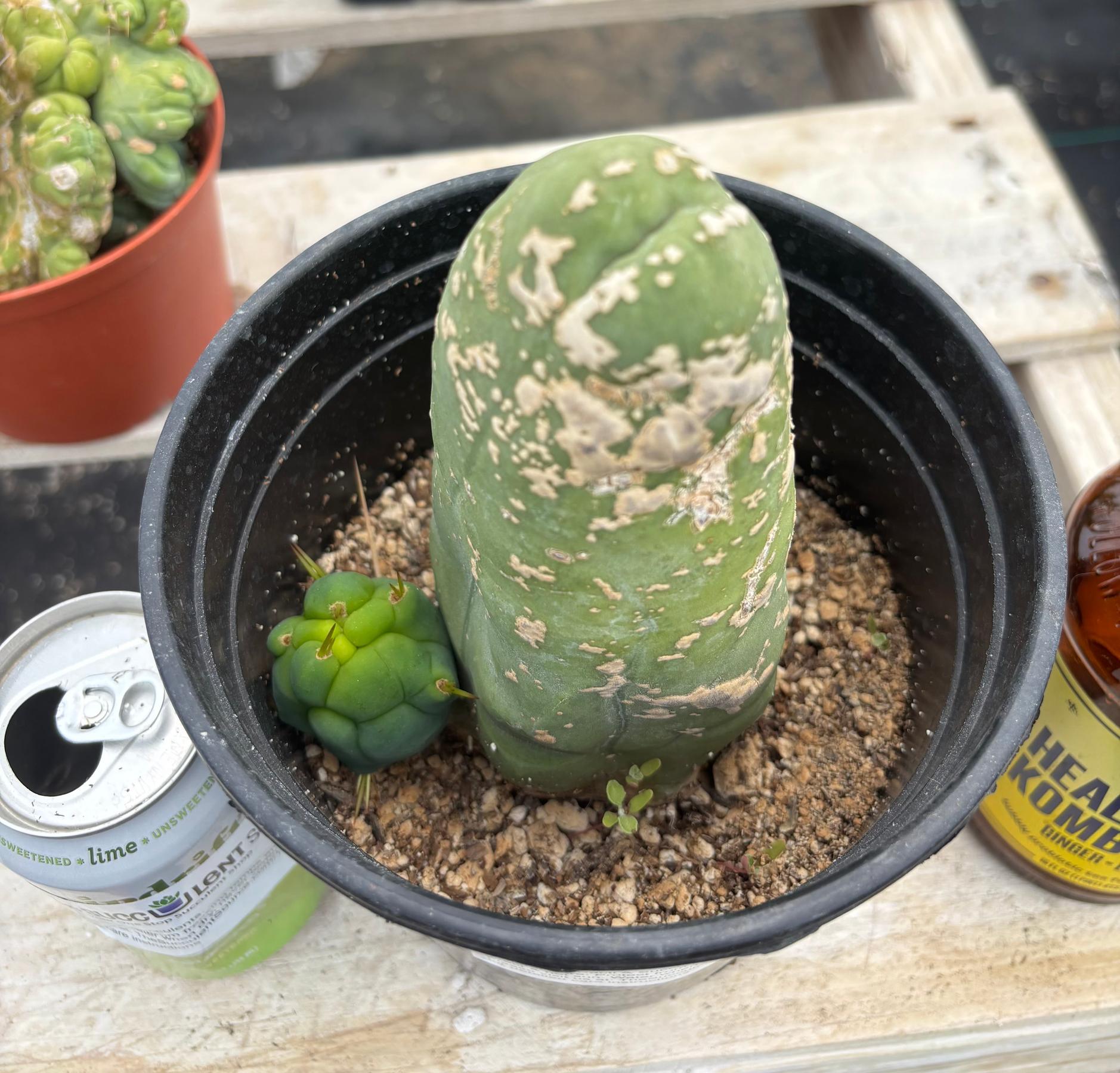 #EC21 EXACT Trichocereus Bridgesii Monstrose TBM Long Form penis Cactus 6”-Cactus - Large - Exact-The Succulent Source