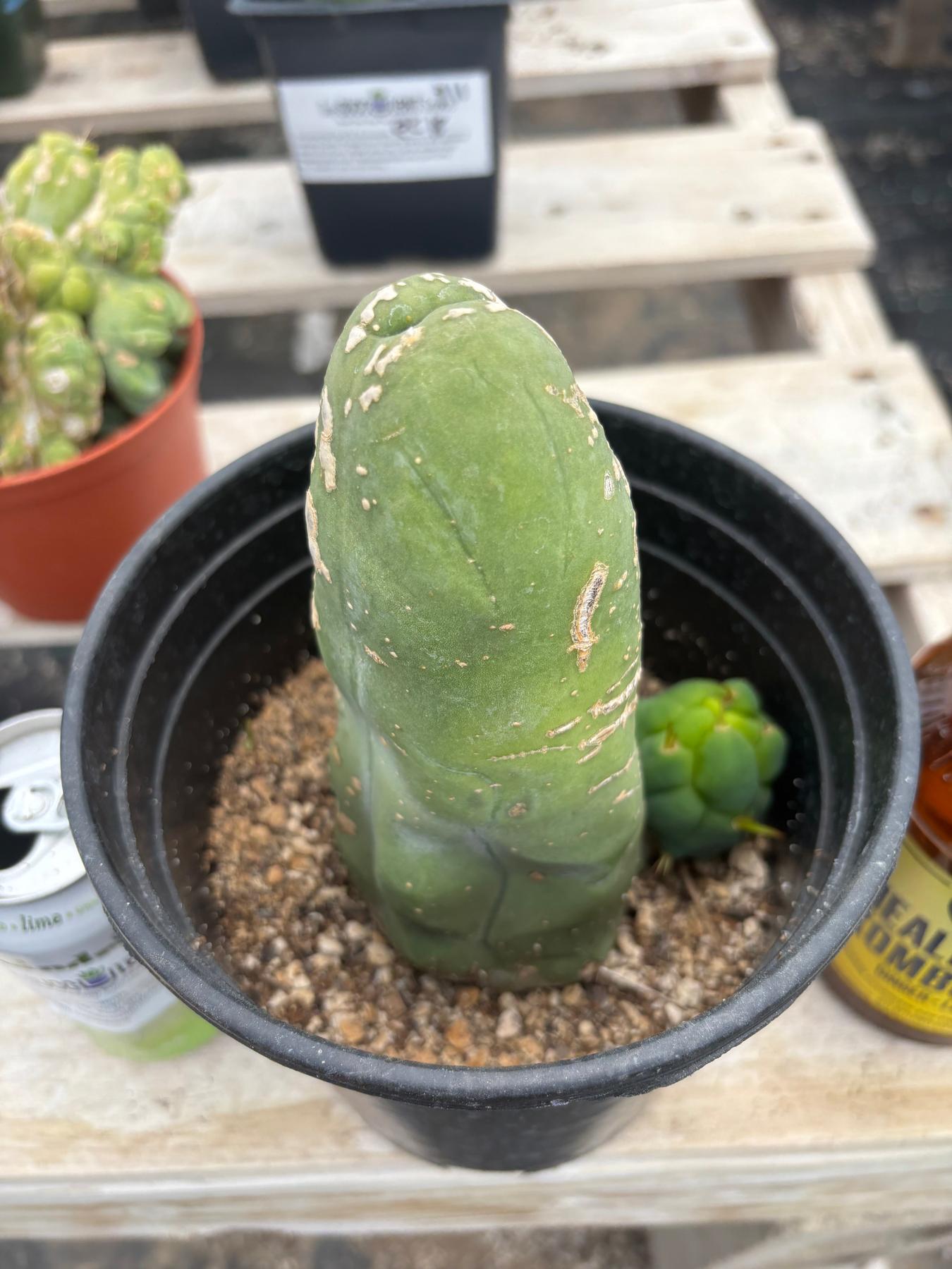 #EC21 EXACT Trichocereus Bridgesii Monstrose TBM Long Form penis Cactus 6”-Cactus - Large - Exact-The Succulent Source