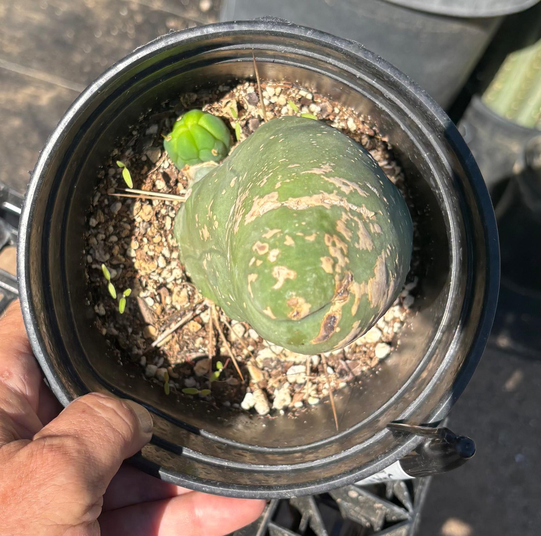 #EC21 EXACT Trichocereus Bridgesii Monstrose TBM Long Form penis Cactus 6.5”-Cactus - Large - Exact-The Succulent Source