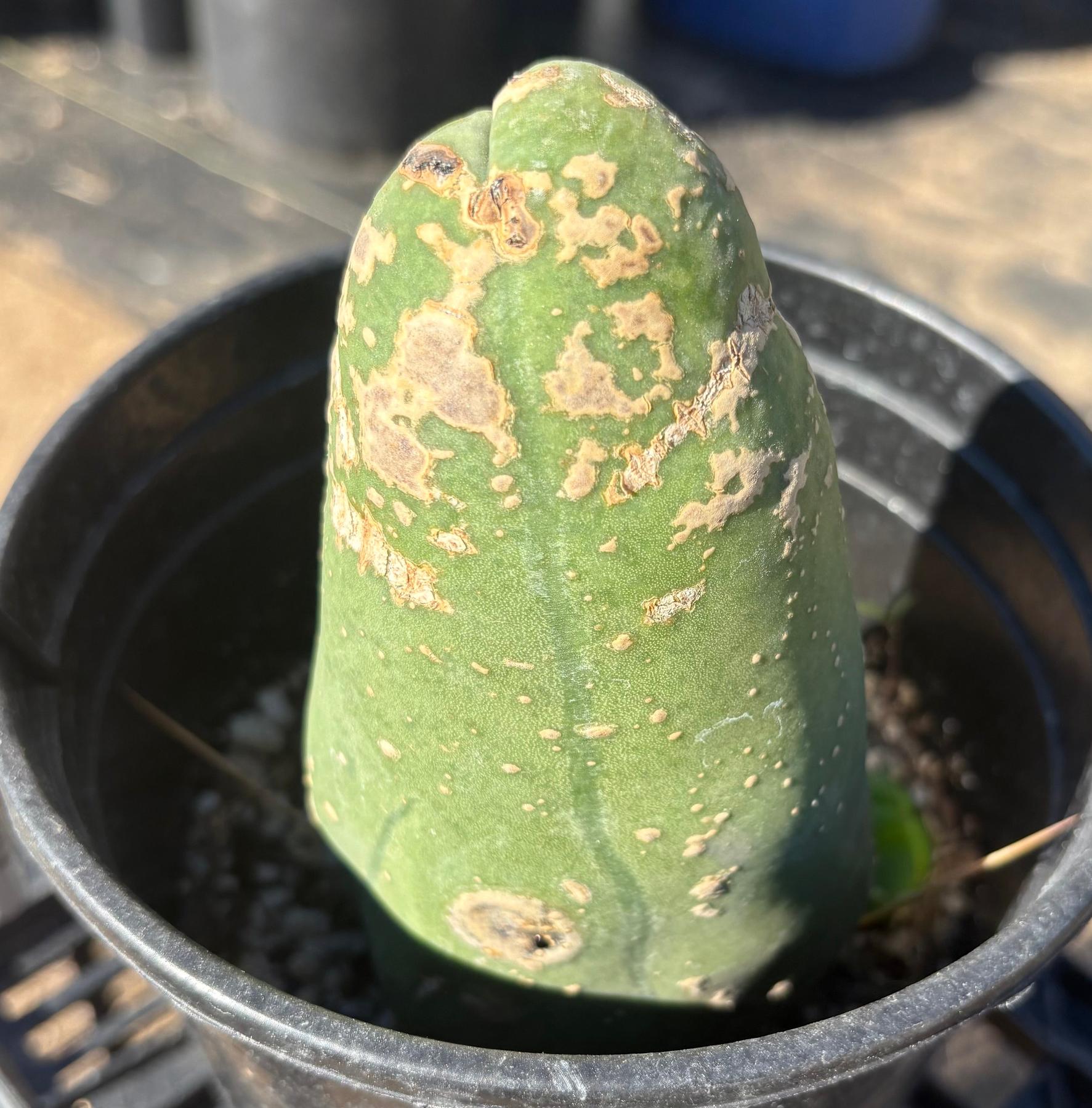 #EC21 EXACT Trichocereus Bridgesii Monstrose TBM Long Form penis Cactus 6.5”-Cactus - Large - Exact-The Succulent Source