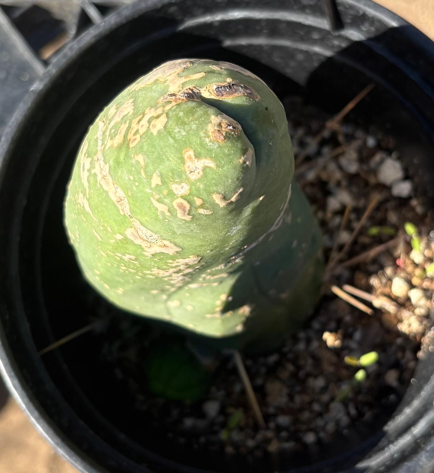 #EC21 EXACT Trichocereus Bridgesii Monstrose TBM Long Form penis Cactus 6.5”-Cactus - Large - Exact-The Succulent Source