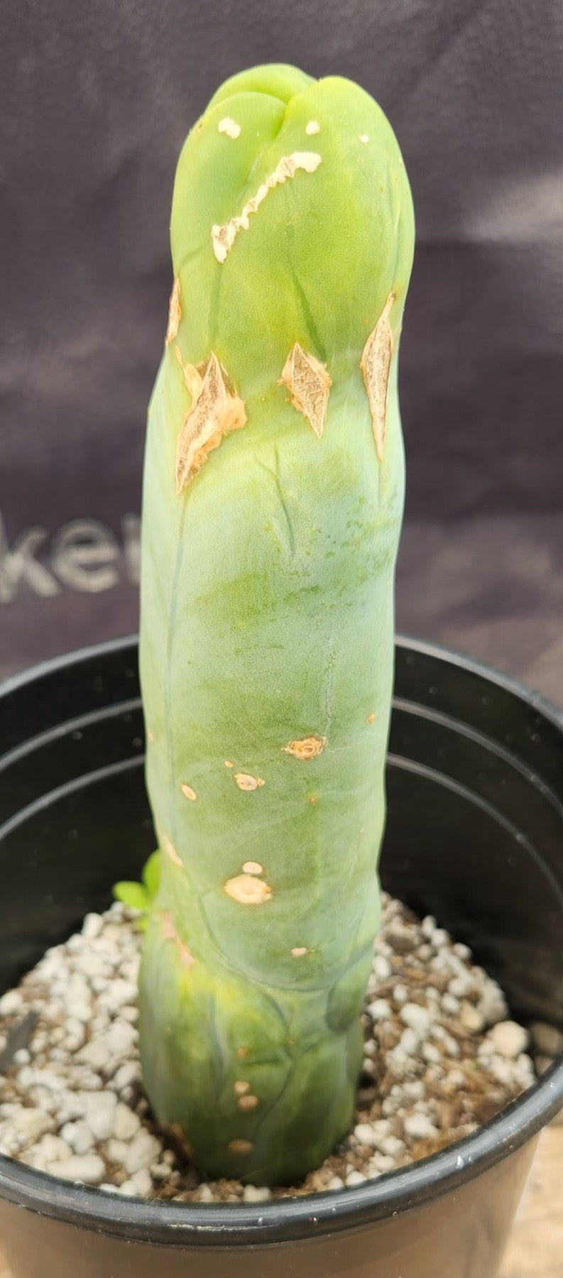 #EC21 EXACT Trichocereus Bridgesii Monstrose TBM Long Form penis Cactus 9”-Cactus - Large - Exact-The Succulent Source