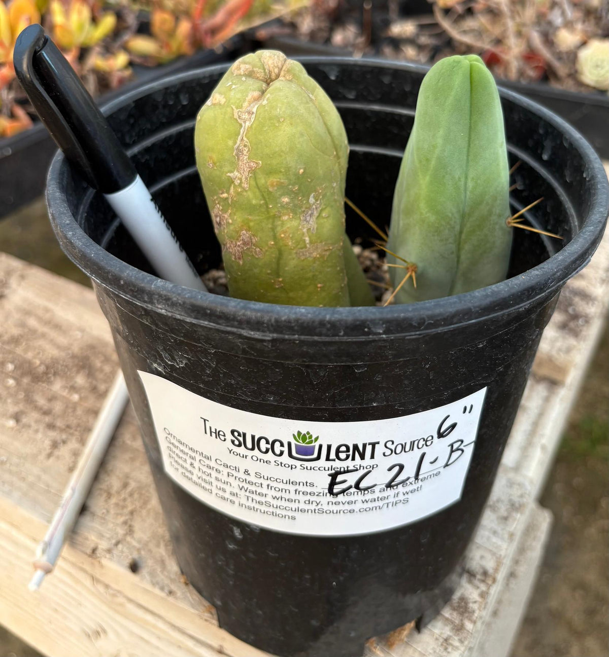 #EC21 EXACT Trichocereus Bridgesii Monstrose TBM Long Form penis Cactus-Cactus - Large - Exact-The Succulent Source