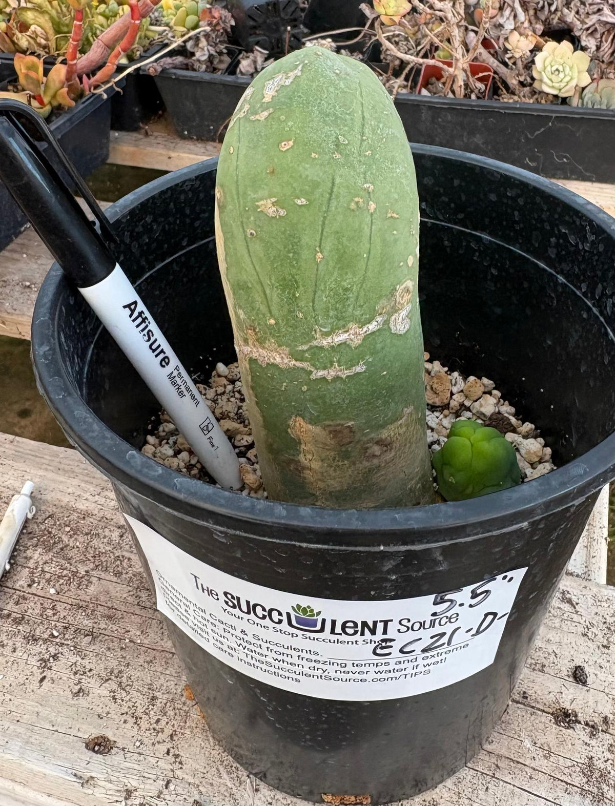#EC21 EXACT Trichocereus Bridgesii Monstrose TBM Long Form penis Cactus-Cactus - Large - Exact-The Succulent Source