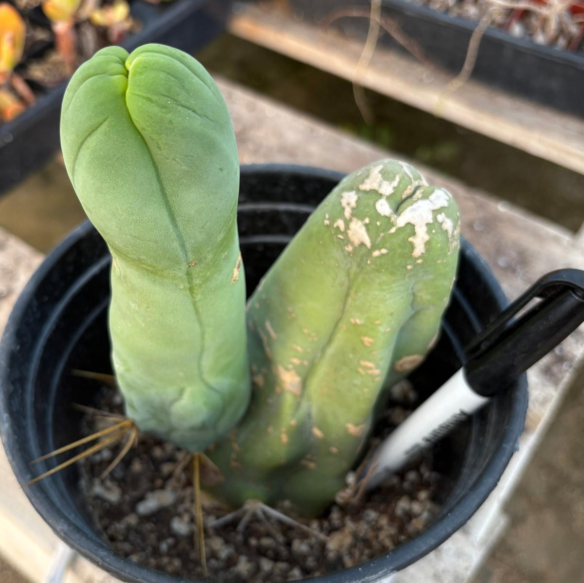 #EC21 EXACT Trichocereus Bridgesii Monstrose TBM Long Form penis Cactus-Cactus - Large - Exact-The Succulent Source