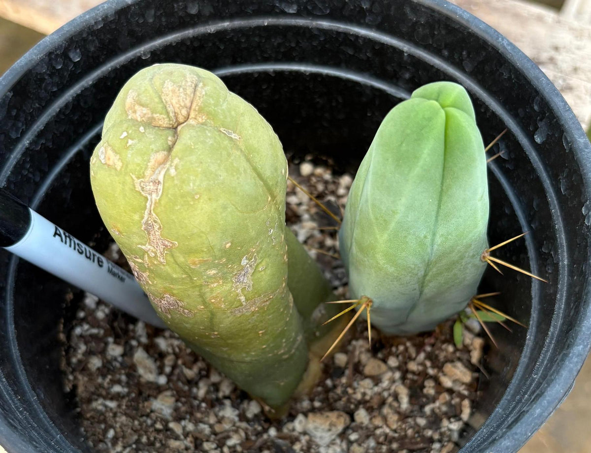 #EC21 EXACT Trichocereus Bridgesii Monstrose TBM Long Form penis Cactus-Cactus - Large - Exact-The Succulent Source