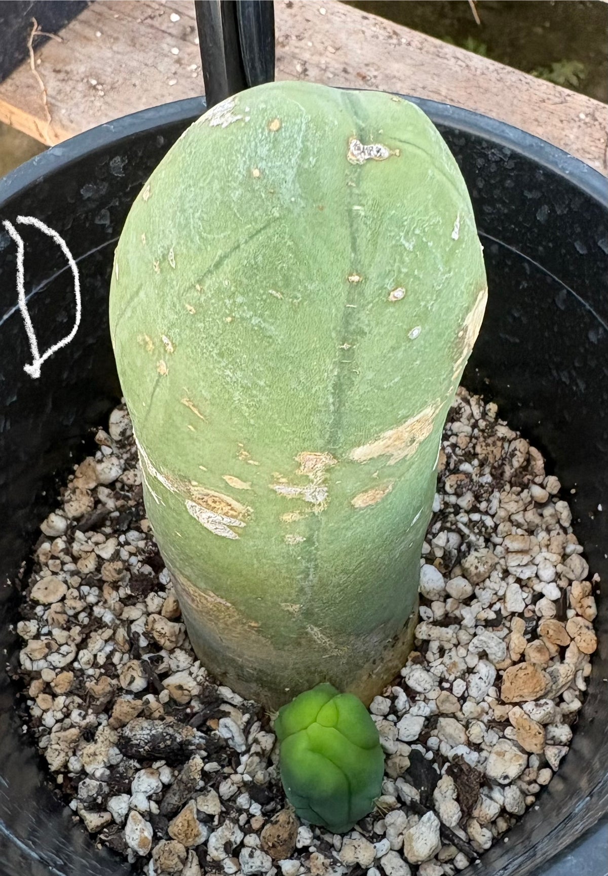 #EC21 EXACT Trichocereus Bridgesii Monstrose TBM Long Form penis Cactus-Cactus - Large - Exact-The Succulent Source