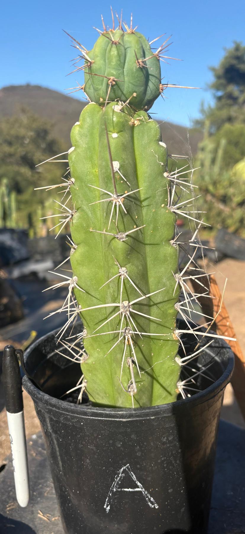 #EC210 Trichocereus Misfits Potted in 1 gallon Containers-Cactus - Large - Exact-The Succulent Source