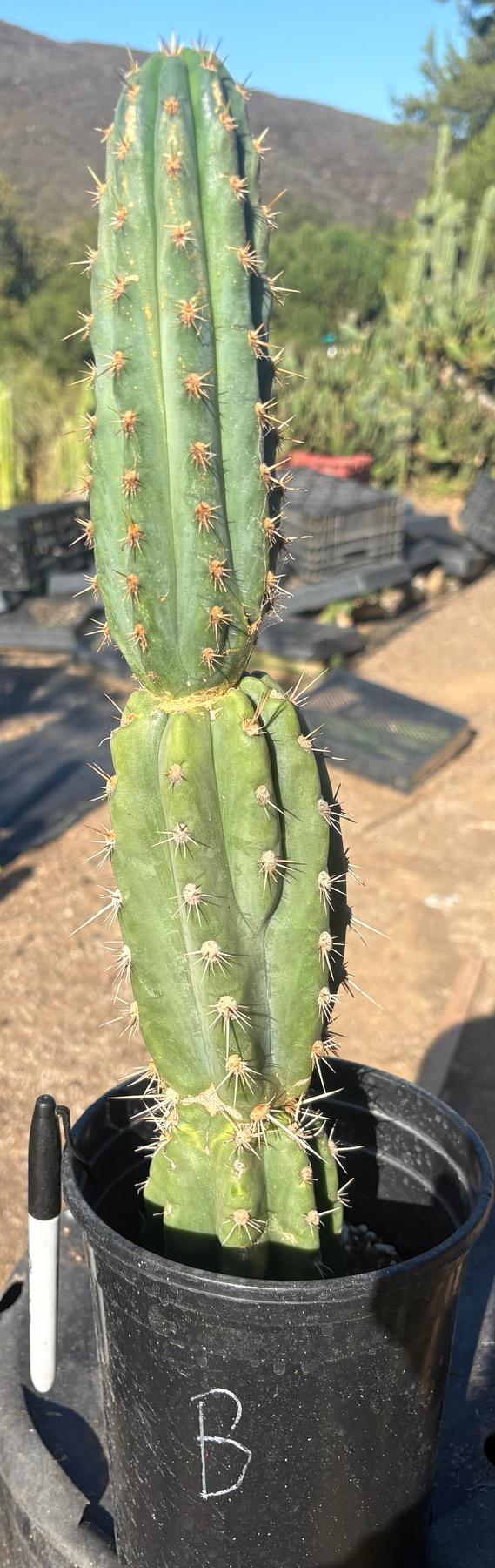 #EC210 Trichocereus Misfits Potted in 1 gallon Containers-Cactus - Large - Exact-The Succulent Source