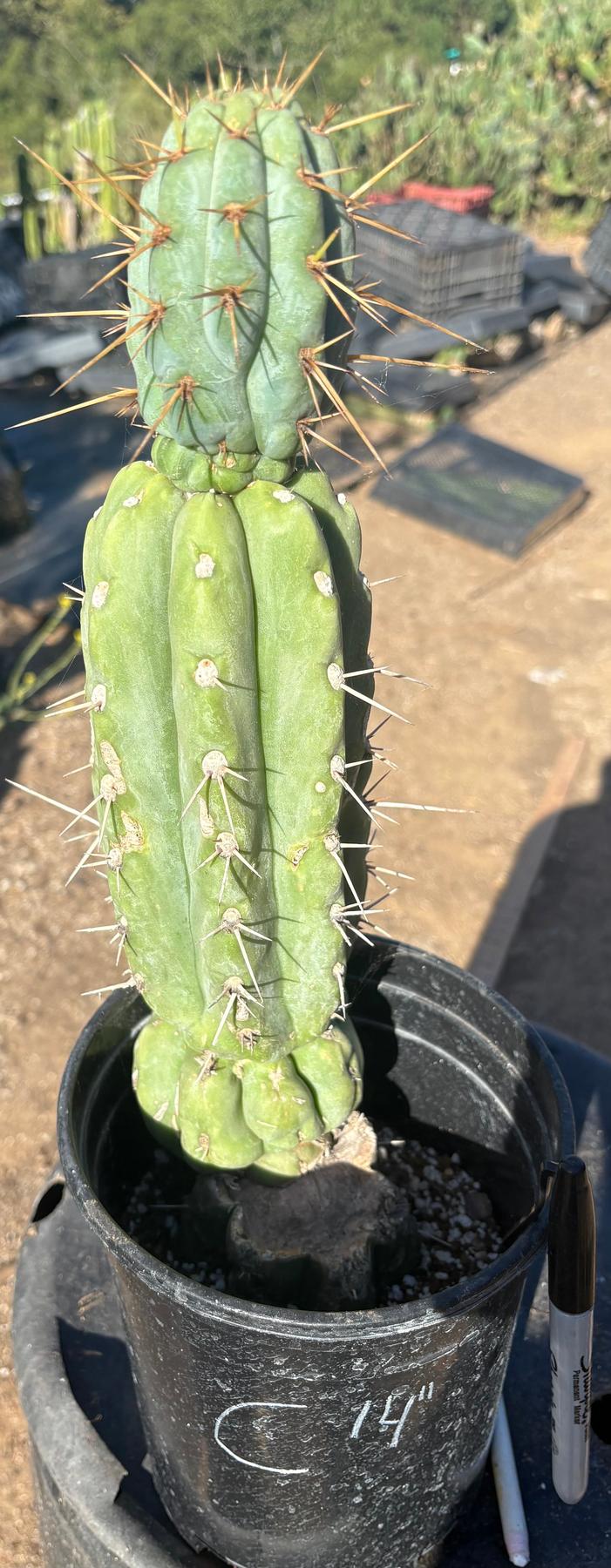 #EC210 Trichocereus Misfits Potted in 1 gallon Containers-Cactus - Large - Exact-The Succulent Source