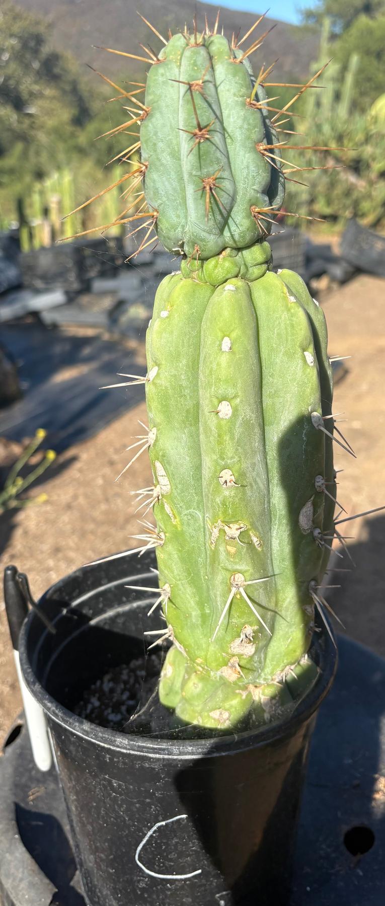 #EC210 Trichocereus Misfits Potted in 1 gallon Containers-Cactus - Large - Exact-The Succulent Source