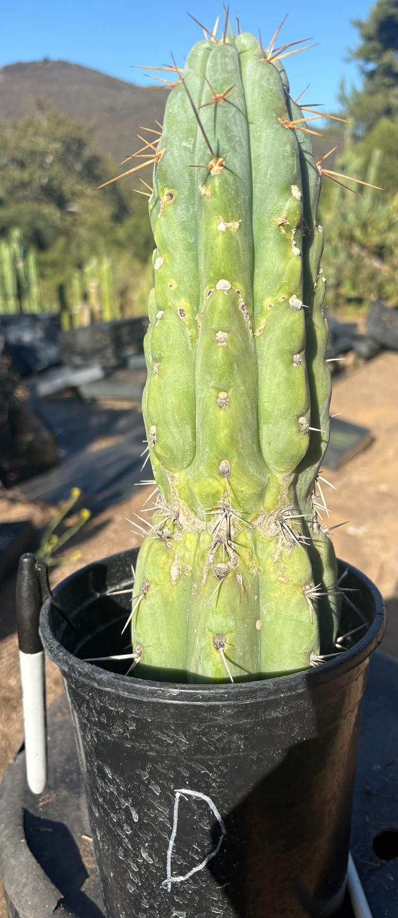 #EC210 Trichocereus Misfits Potted in 1 gallon Containers-Cactus - Large - Exact-The Succulent Source