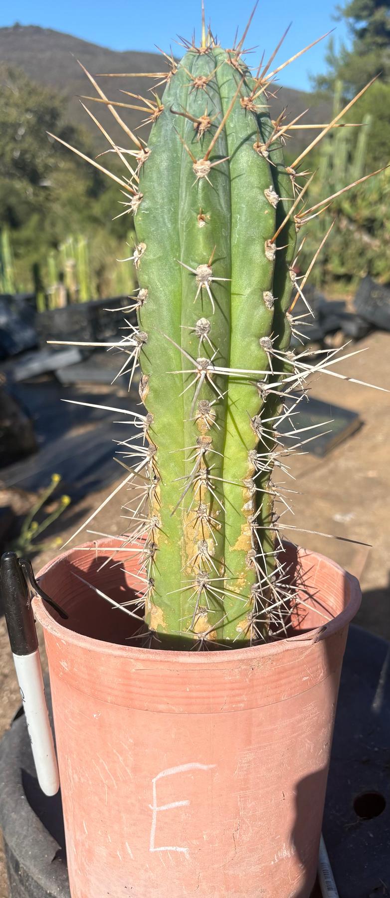 #EC210 Trichocereus Misfits Potted in 1 gallon Containers-Cactus - Large - Exact-The Succulent Source