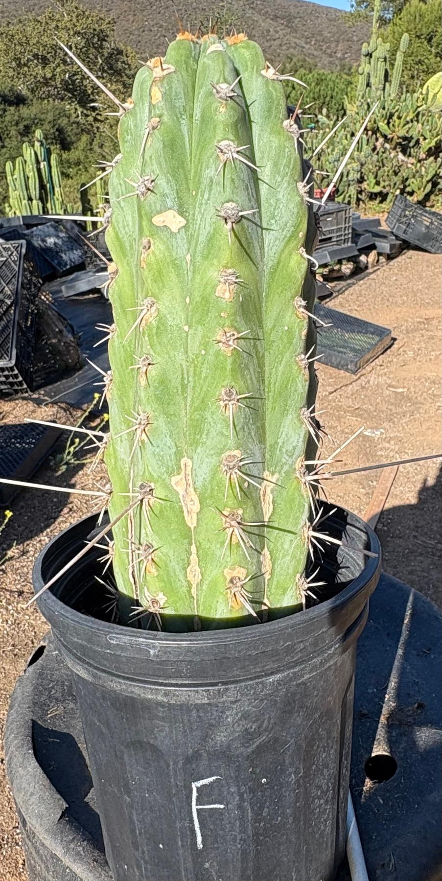 #EC210 Trichocereus Misfits Potted in 1 gallon Containers-Cactus - Large - Exact-The Succulent Source