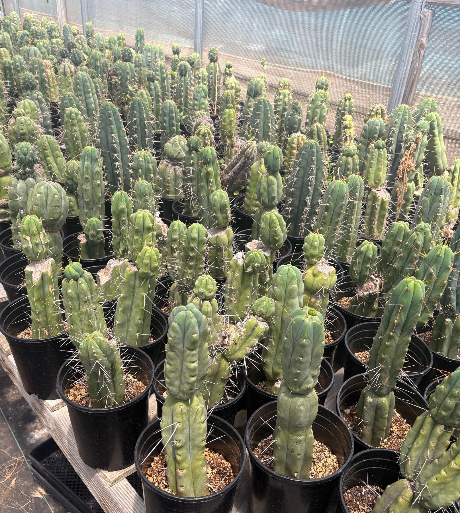 #EC210 Trichocereus Misfits Potted in 1 gallon Containers-Cactus - Large - Exact-The Succulent Source