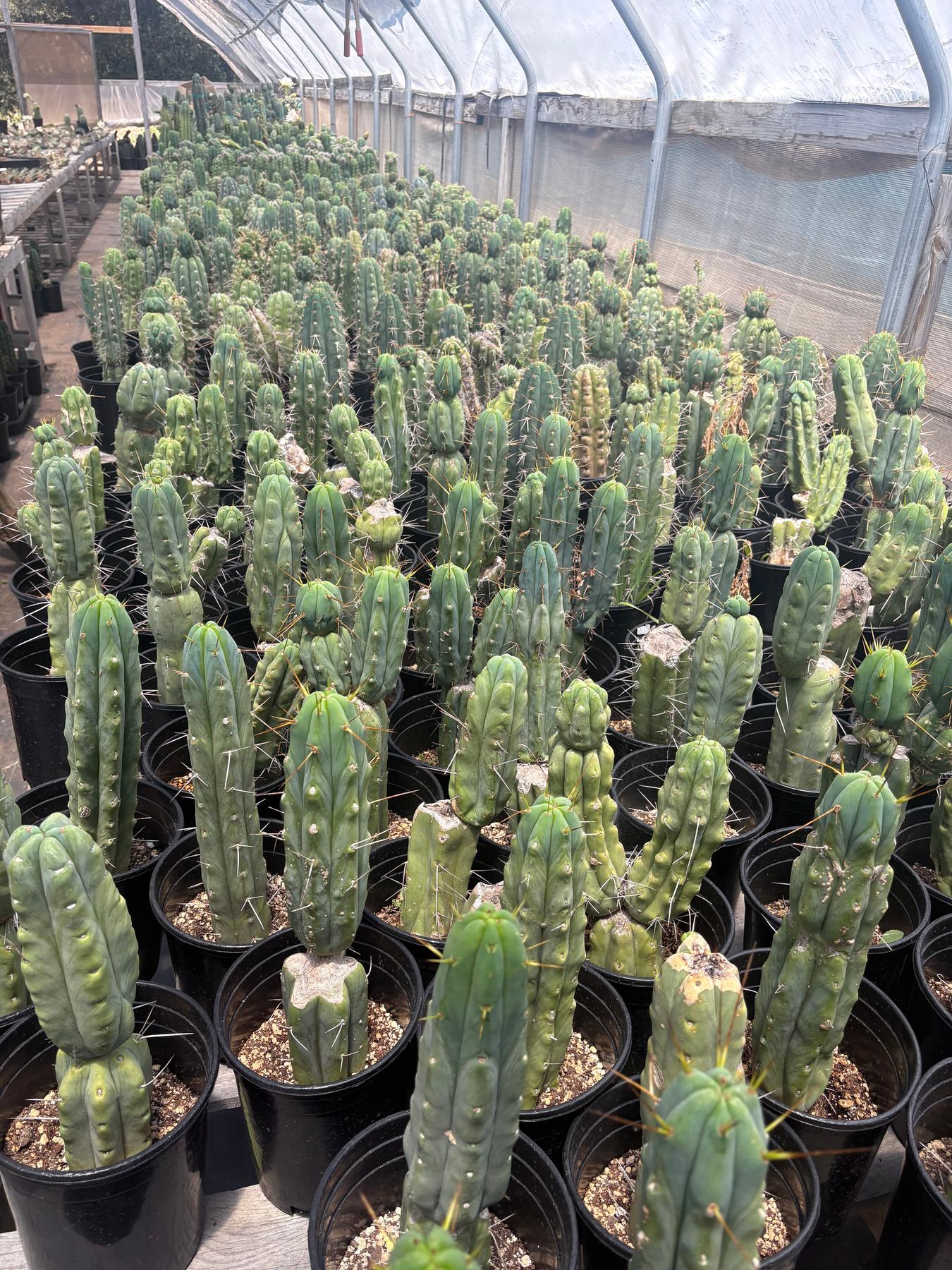 #EC210 Trichocereus Misfits Potted in 1 gallon Containers-Cactus - Large - Exact-The Succulent Source