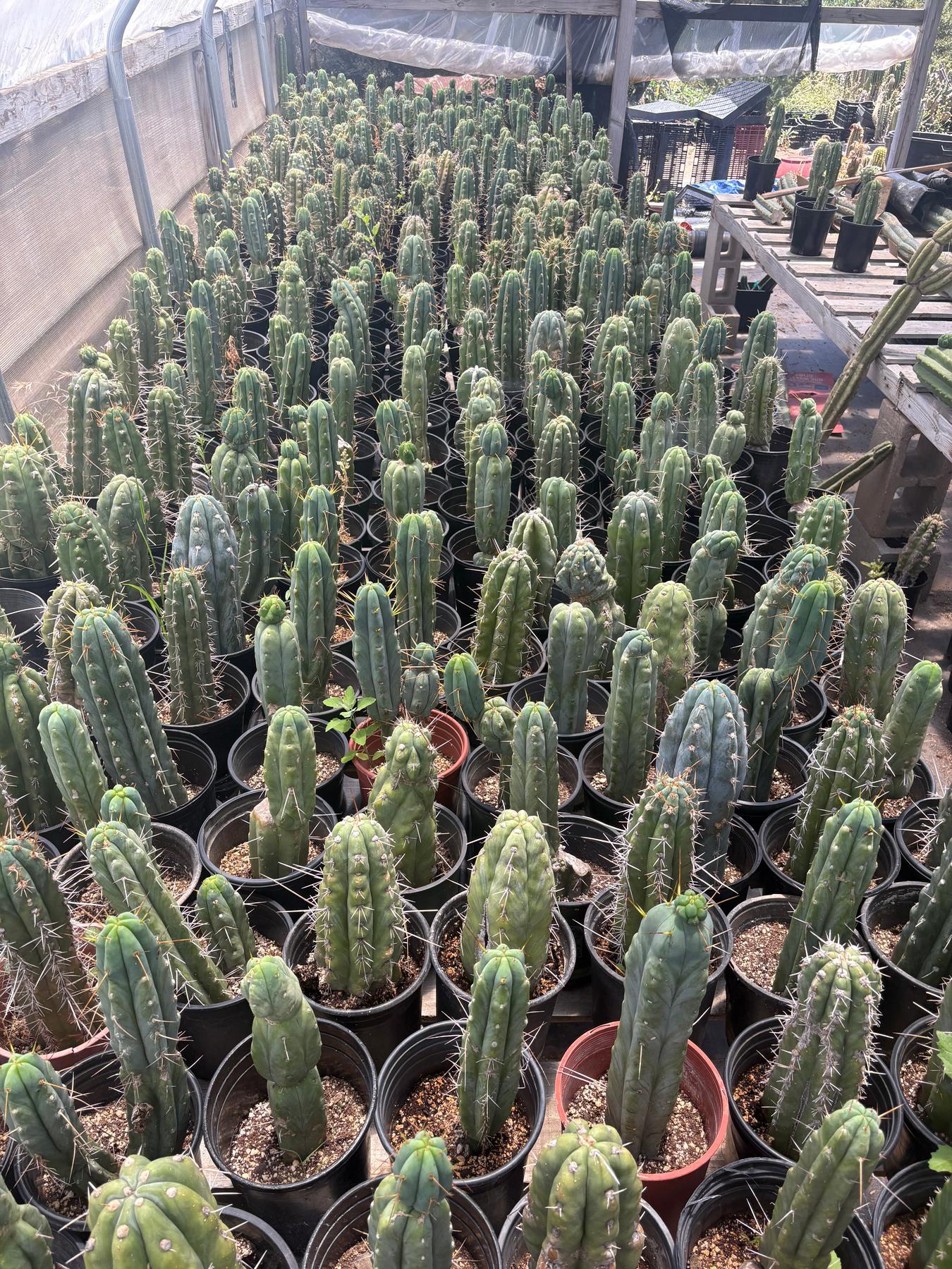 #EC210 Trichocereus Misfits Potted in 1 gallon Containers-Cactus - Large - Exact-The Succulent Source