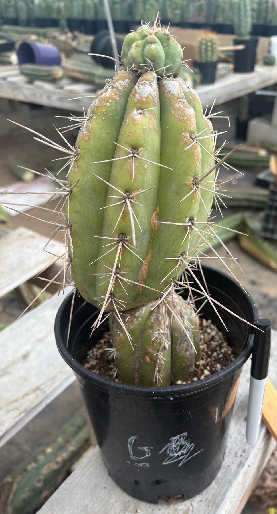 #EC210 Trichocereus Misfits Potted in 1 gallon Containers-Cactus - Large - Exact-The Succulent Source