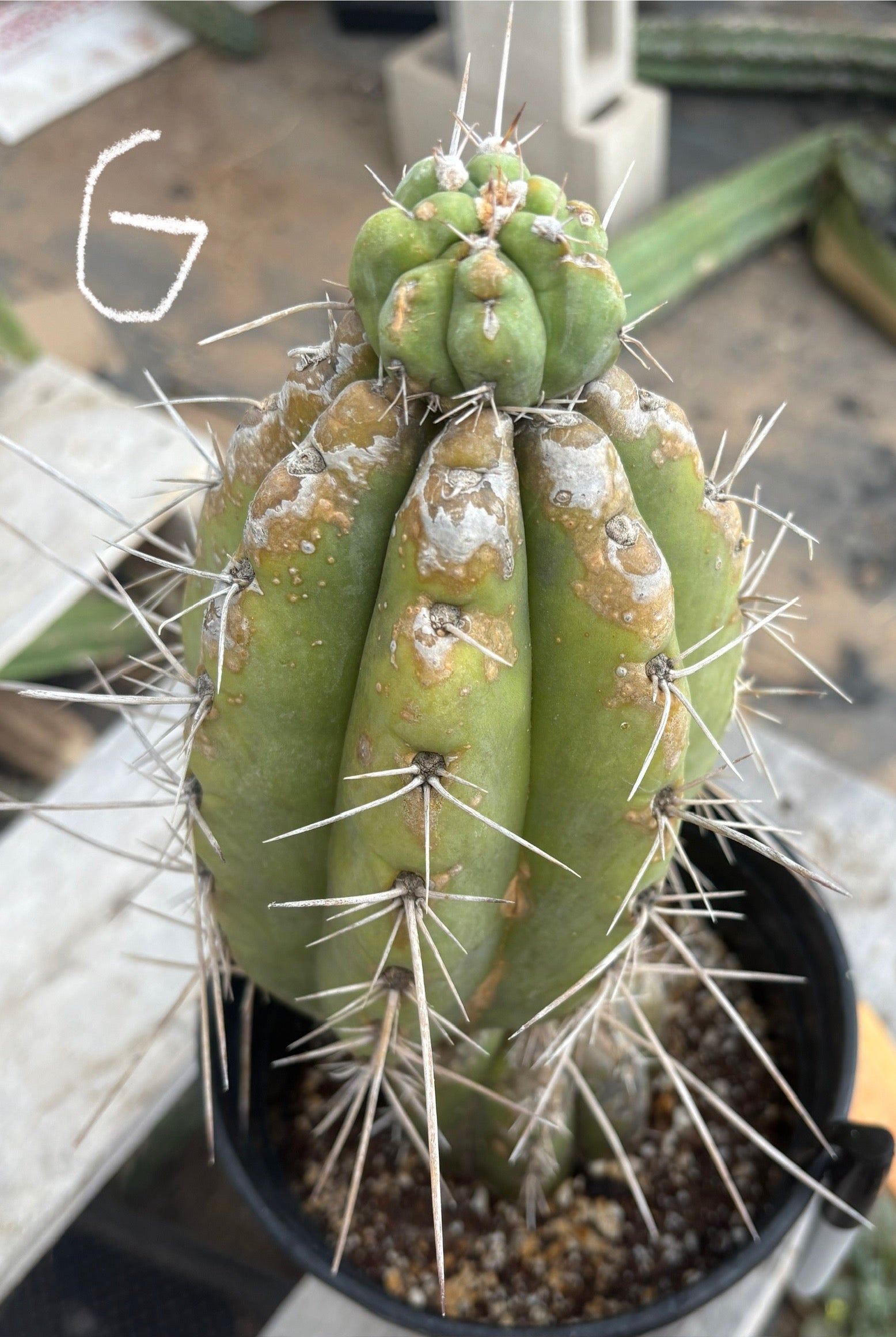 #EC210 Trichocereus Misfits Potted in 1 gallon Containers-Cactus - Large - Exact-The Succulent Source