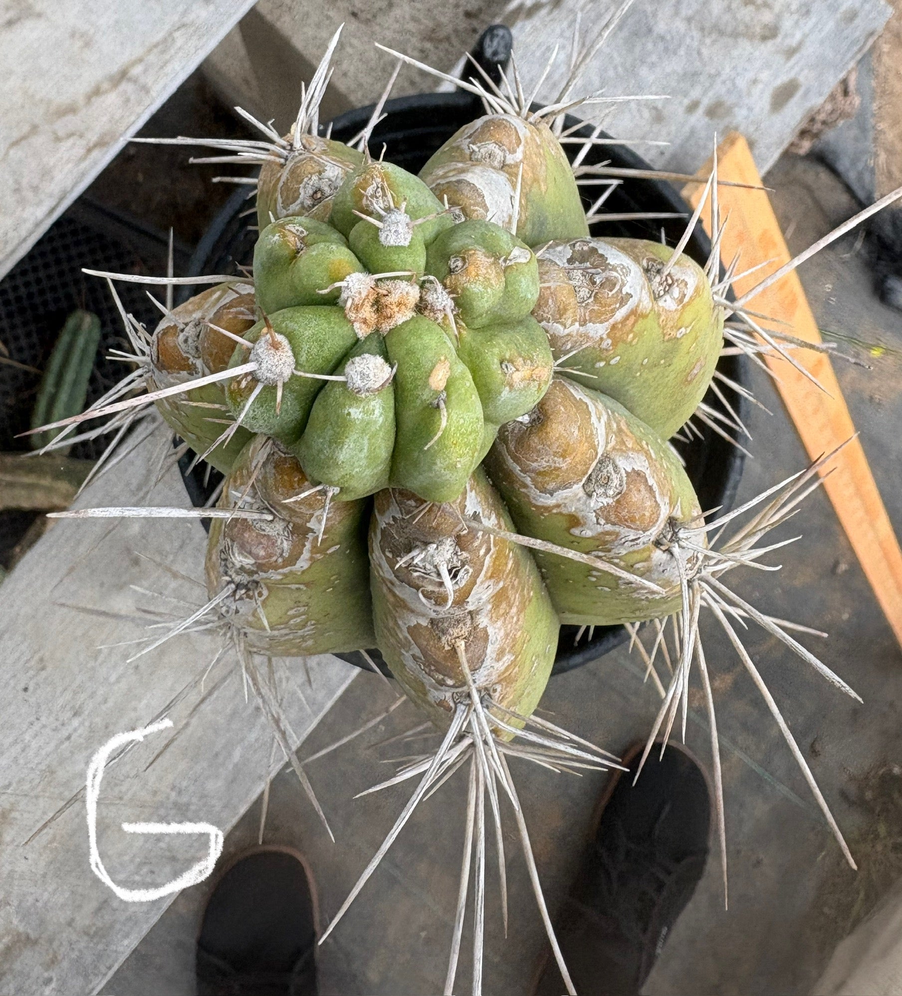 #EC210 Trichocereus Misfits Potted in 1 gallon Containers-Cactus - Large - Exact-The Succulent Source