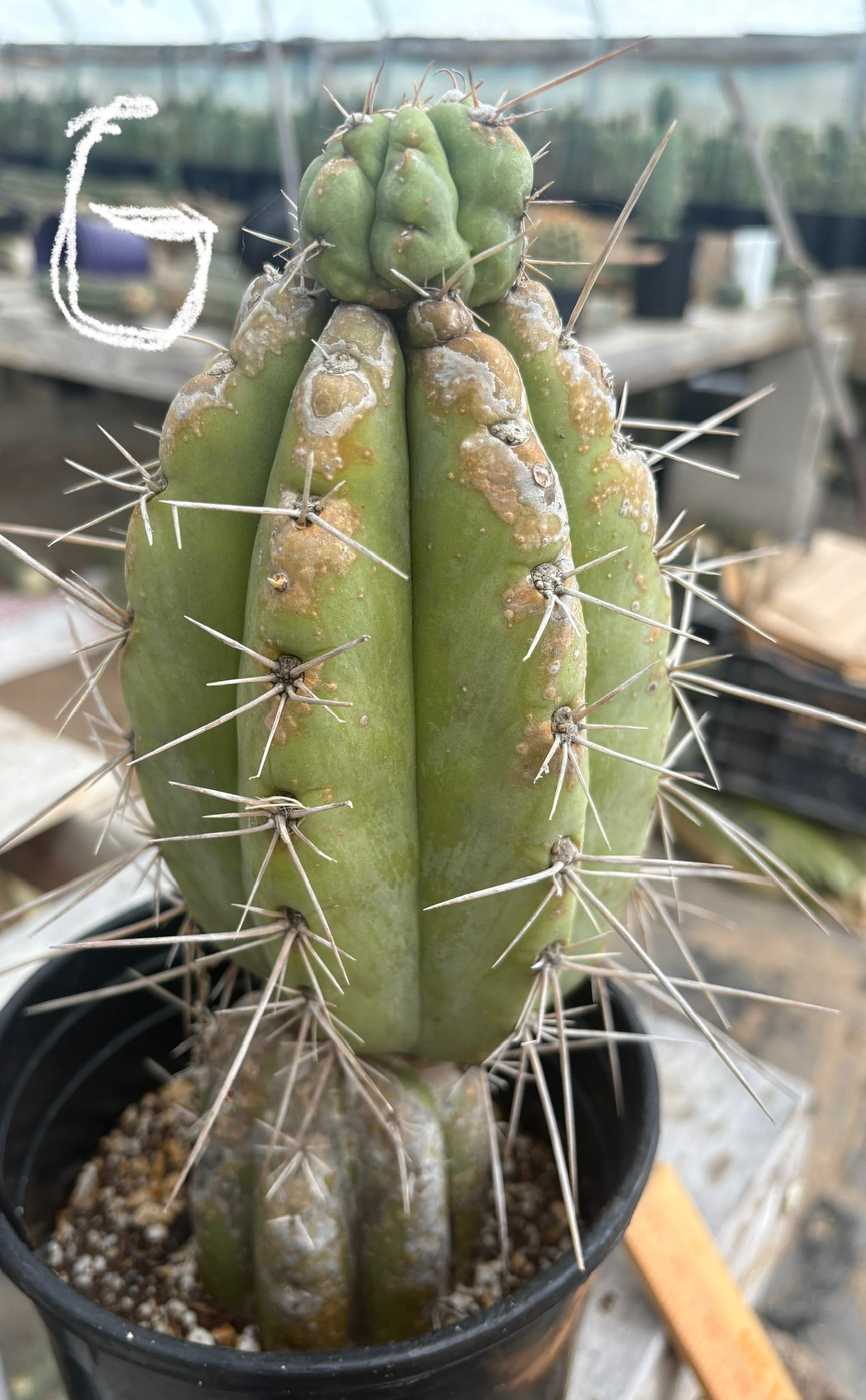 #EC210 Trichocereus Misfits Potted in 1 gallon Containers-Cactus - Large - Exact-The Succulent Source