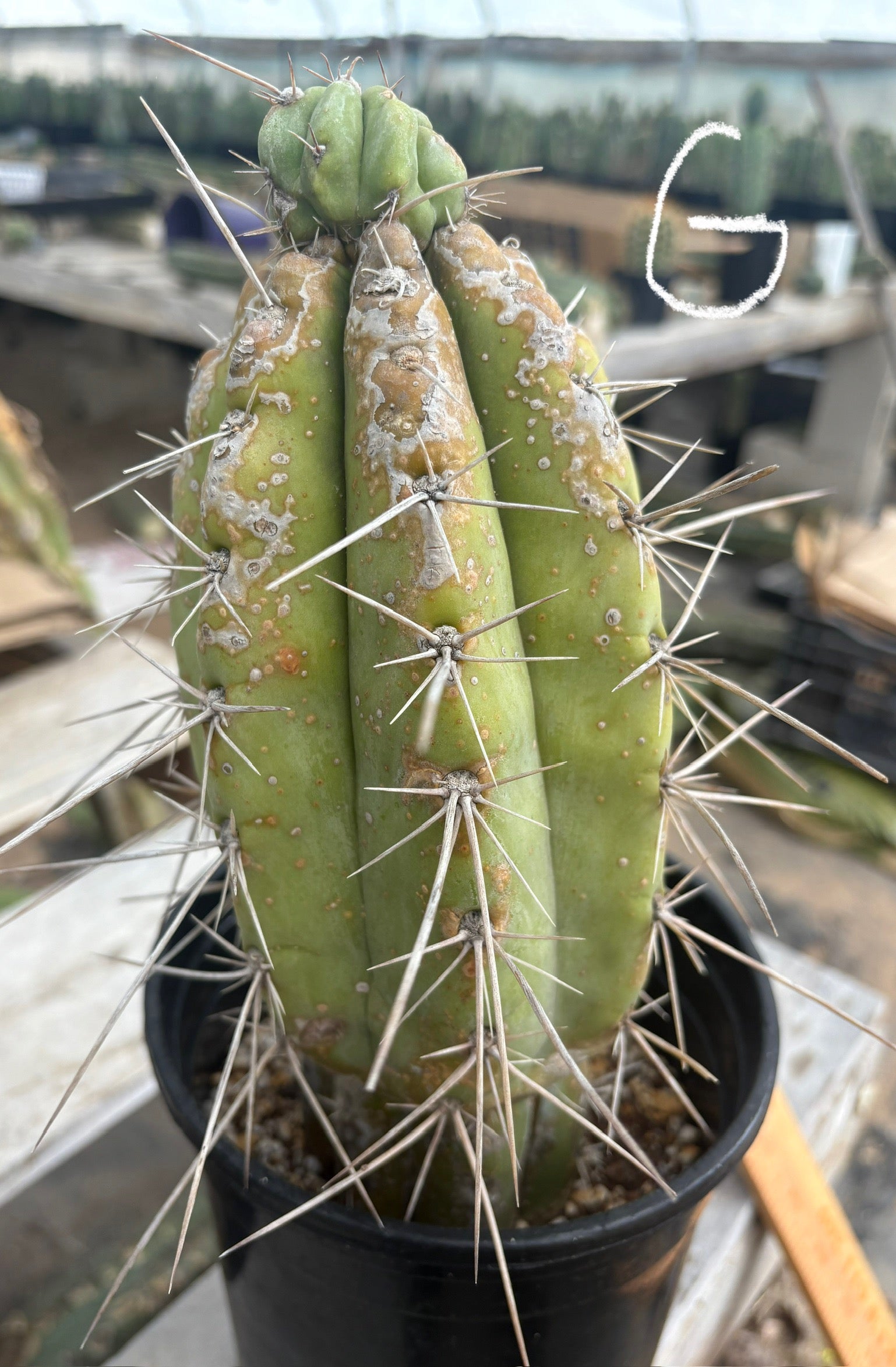 #EC210 Trichocereus Misfits Potted in 1 gallon Containers-Cactus - Large - Exact-The Succulent Source