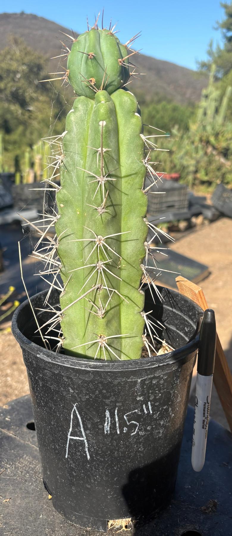 #EC210 Trichocereus Misfits Potted in 1 gallon Containers-Cactus - Large - Exact-The Succulent Source
