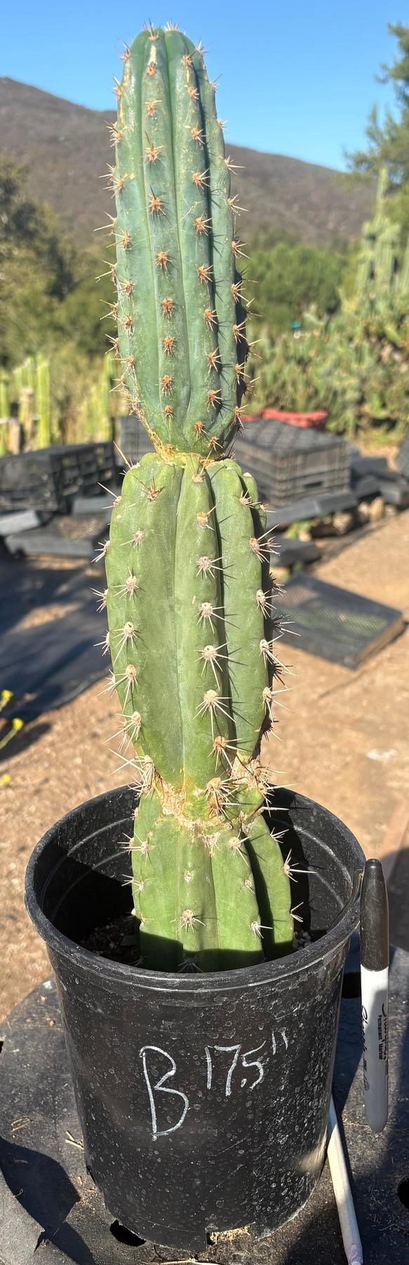 #EC210 Trichocereus Misfits Potted in 1 gallon Containers-Cactus - Large - Exact-The Succulent Source