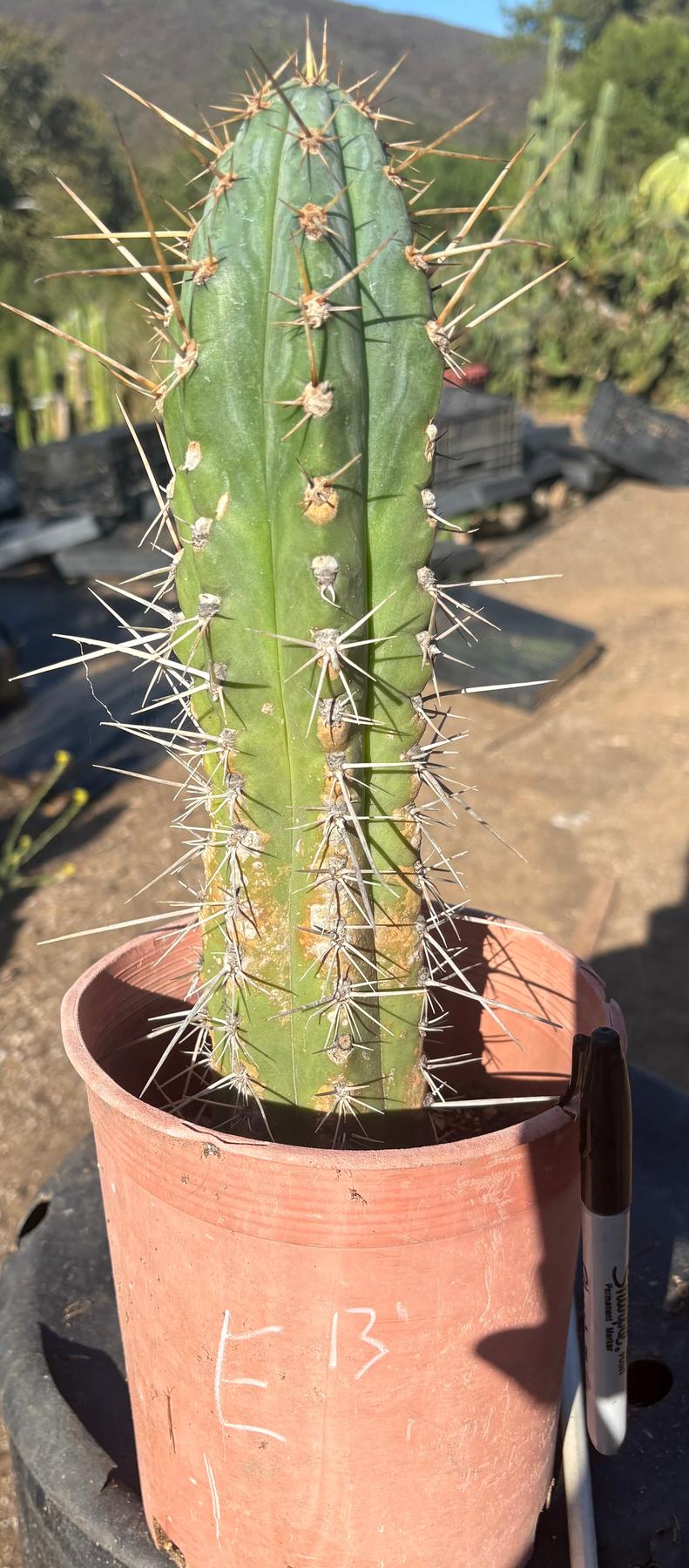 #EC210 Trichocereus Misfits Potted in 1 gallon Containers-Cactus - Large - Exact-The Succulent Source